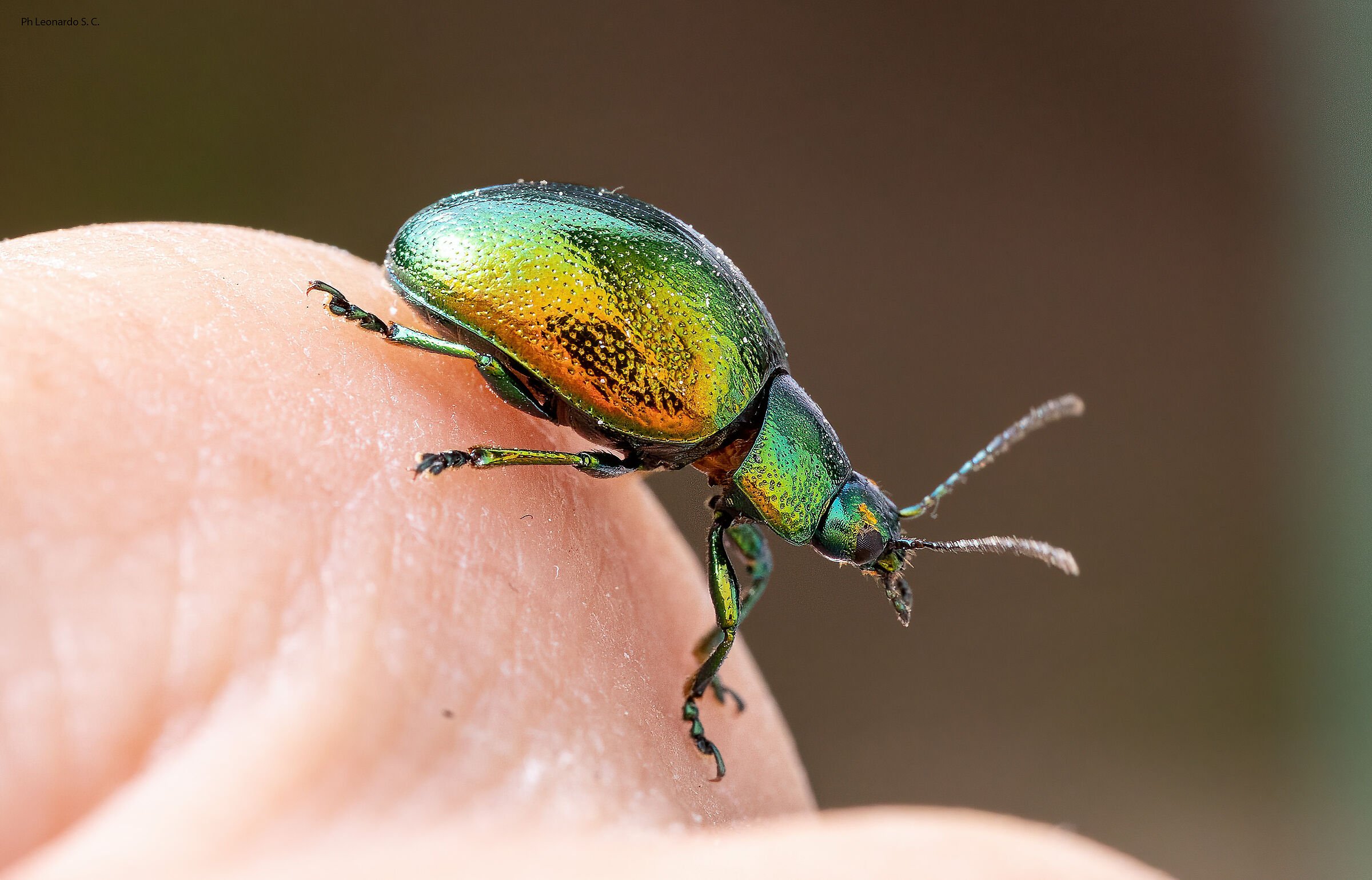 scarabeo verde...