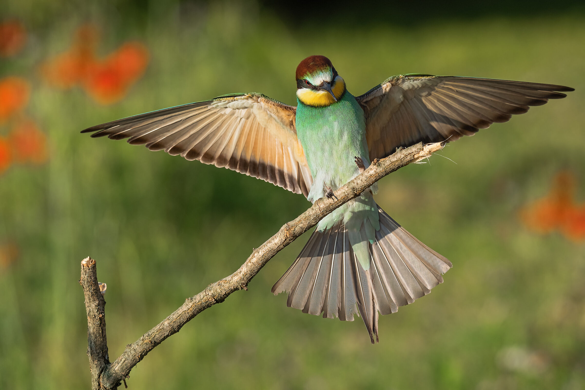 the arrival of the bee-eater...