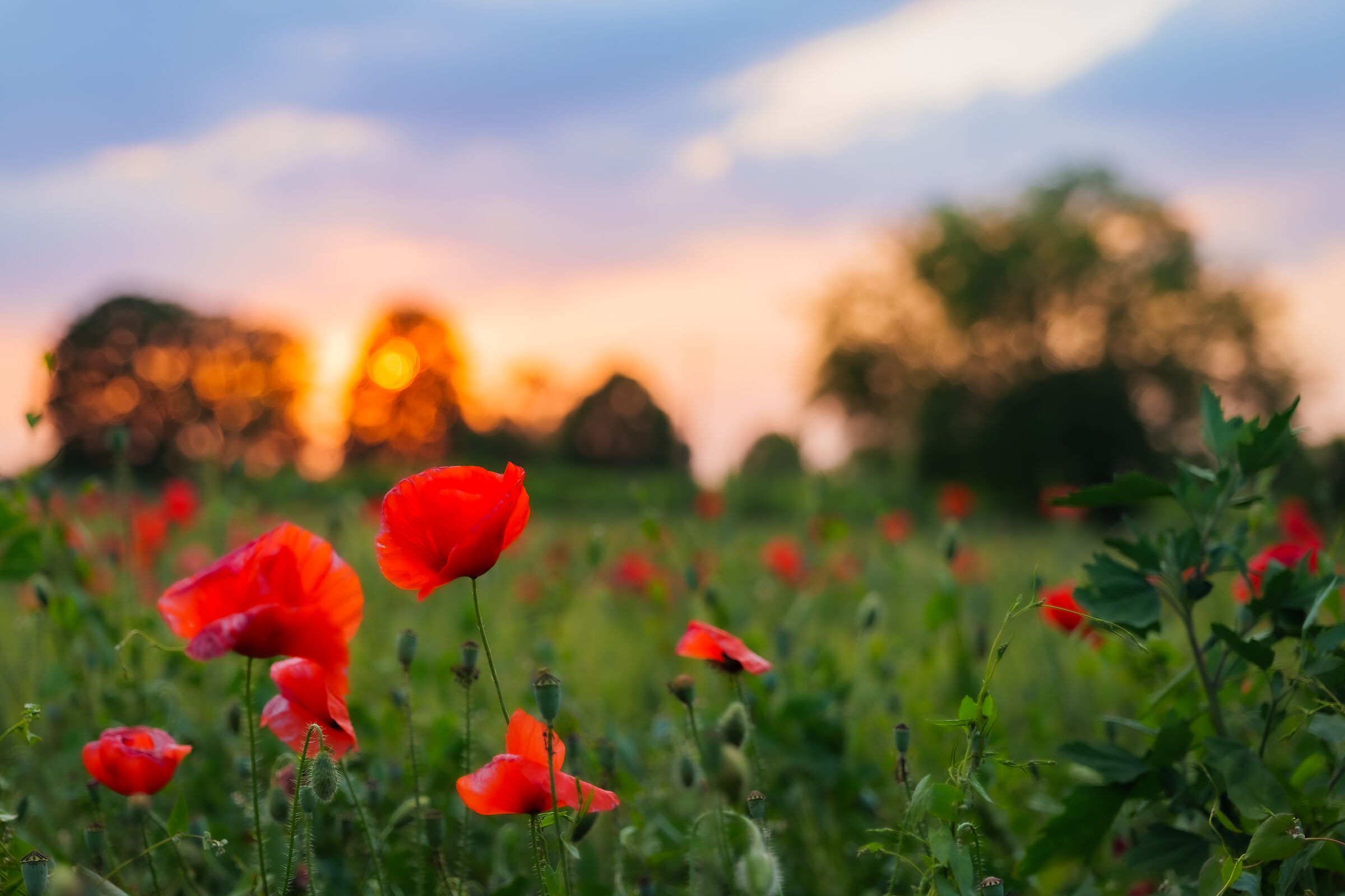 Poppies at sunset...