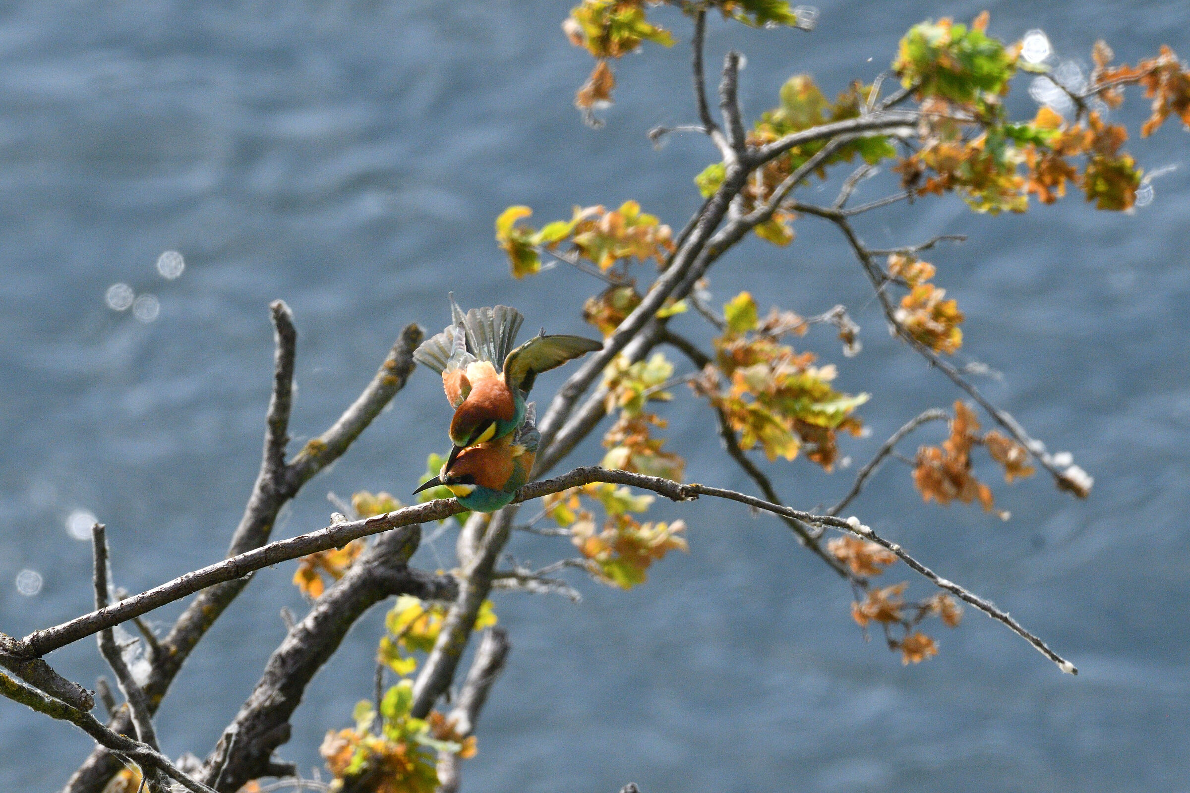 Bee-eater 2...