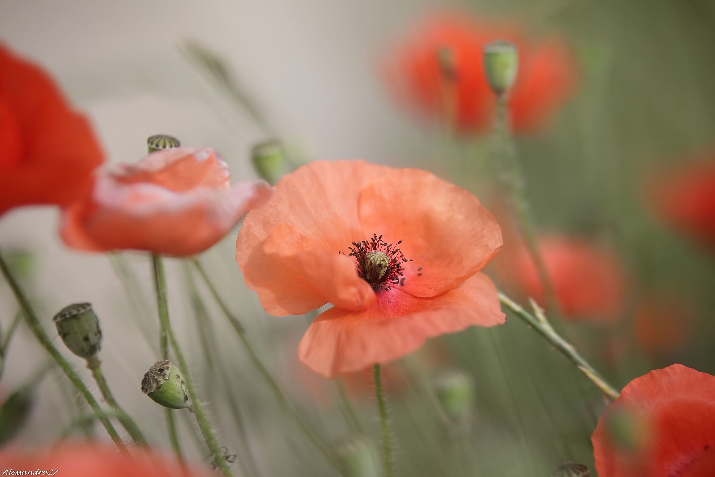 ,,,, you know that poppies .......