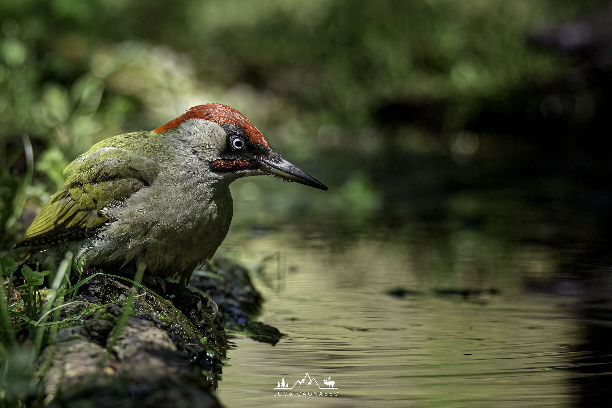 Green woodpecker with drinking...
