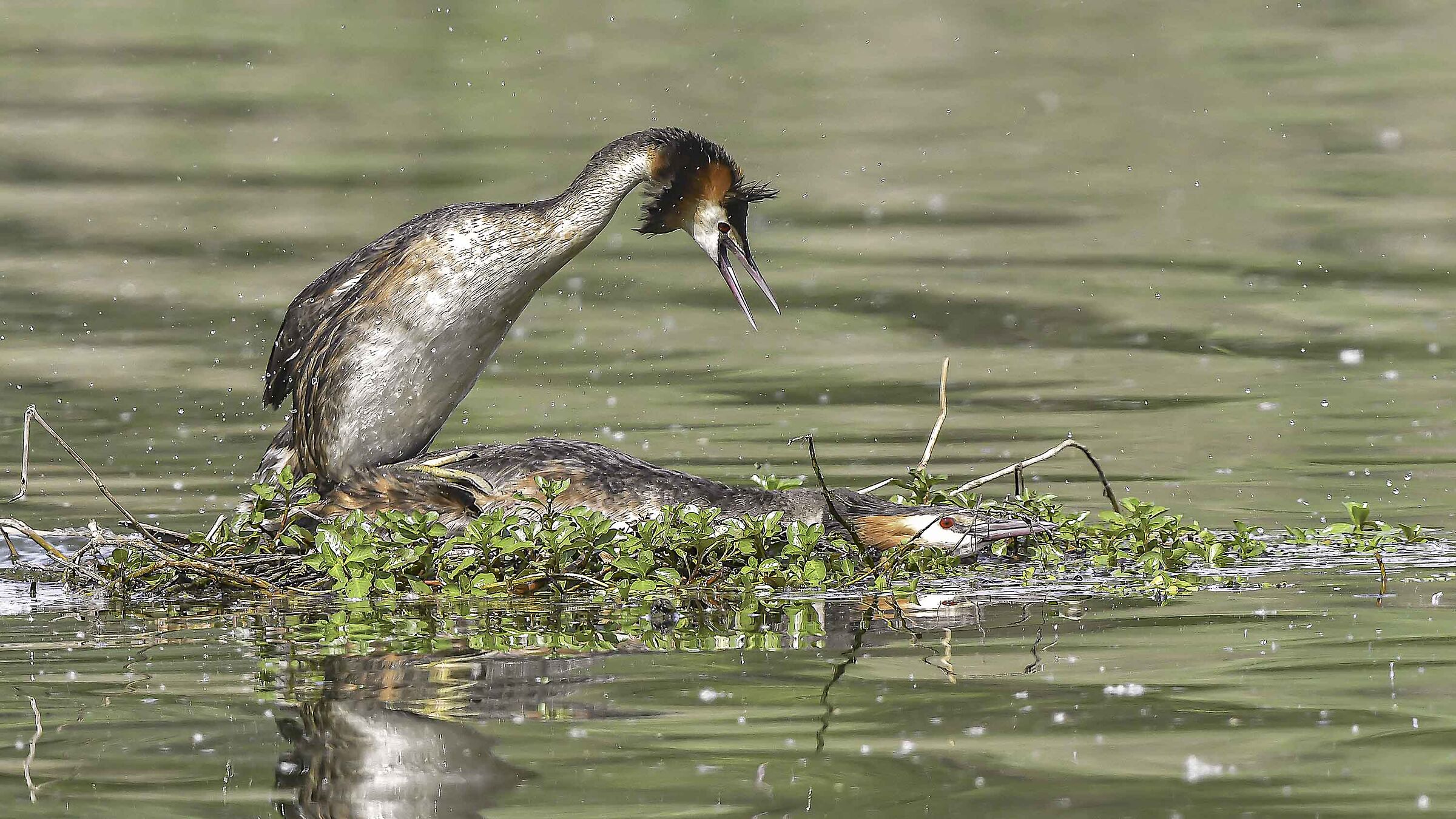 Blessed are the last!! Great crested grebe!!...