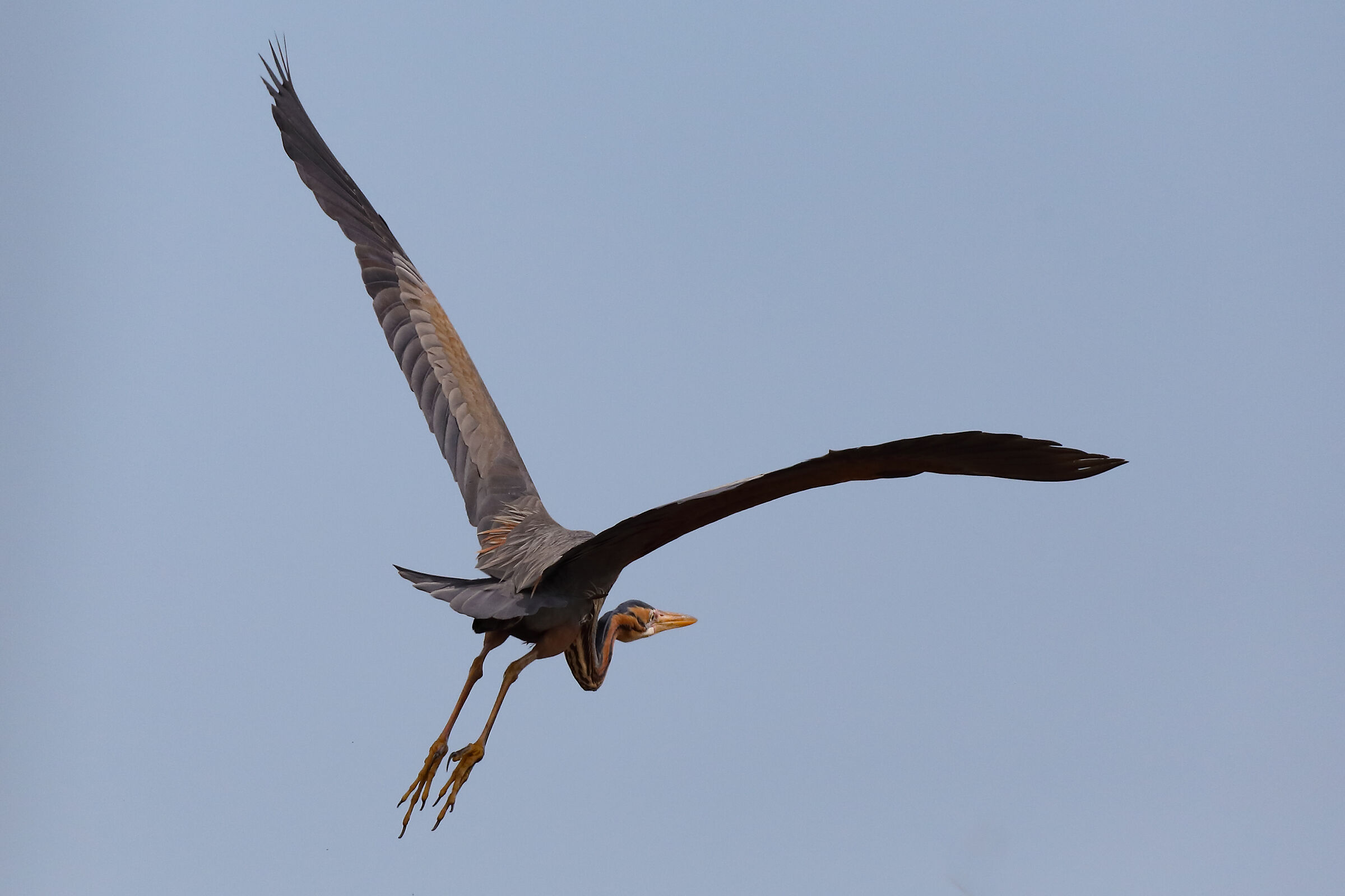 red heron in flight...