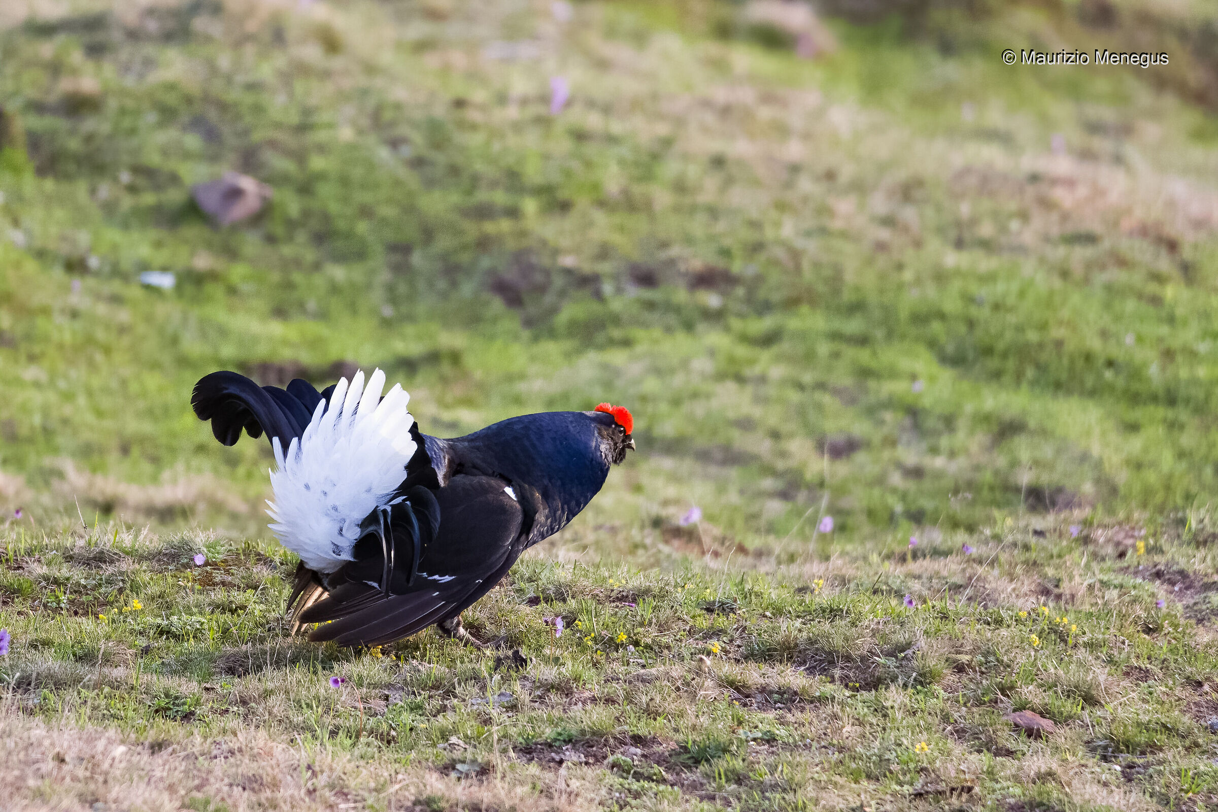 Black grouse in May...