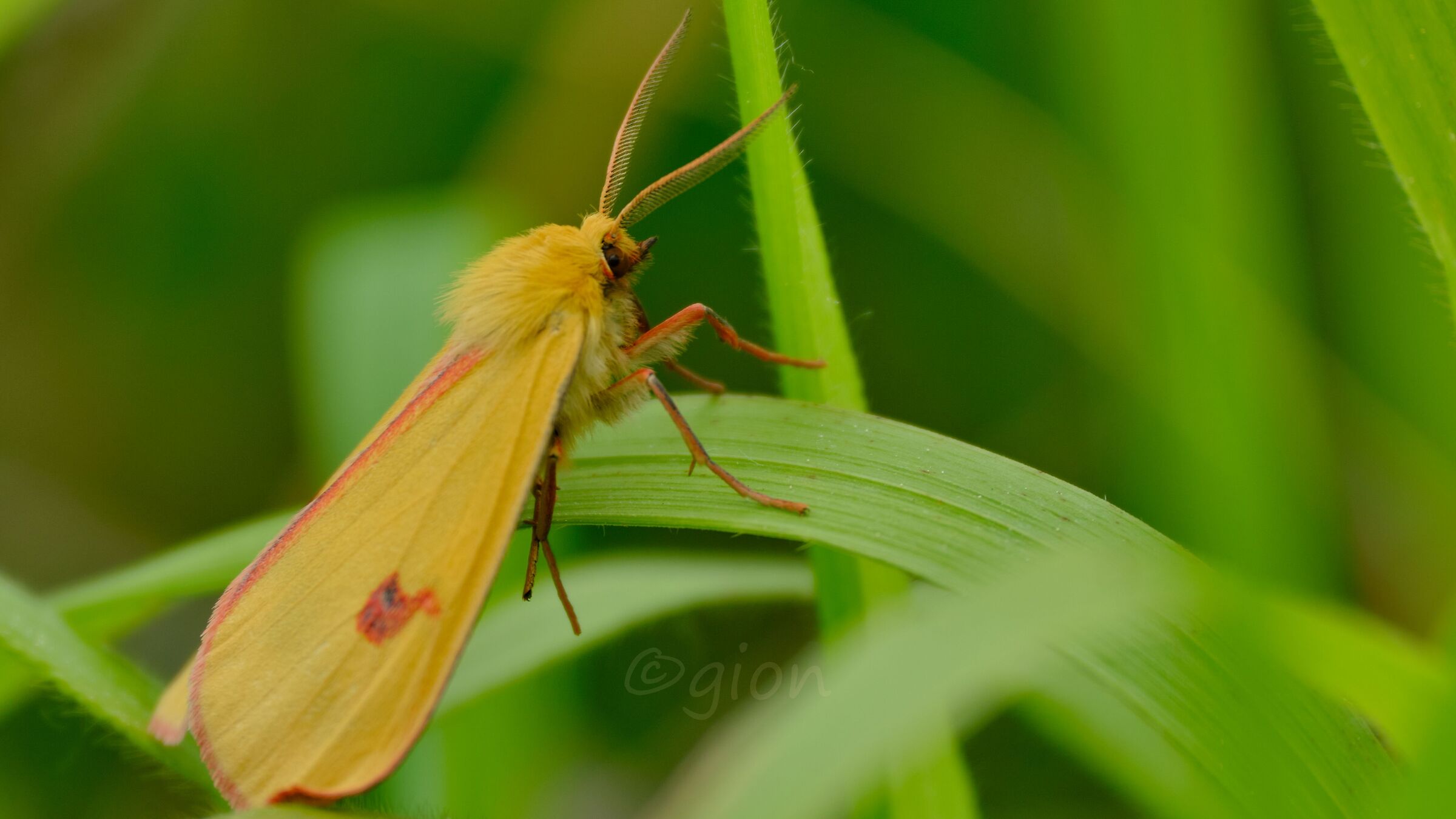 Clouded buff moth (Diacrisia sannio)...