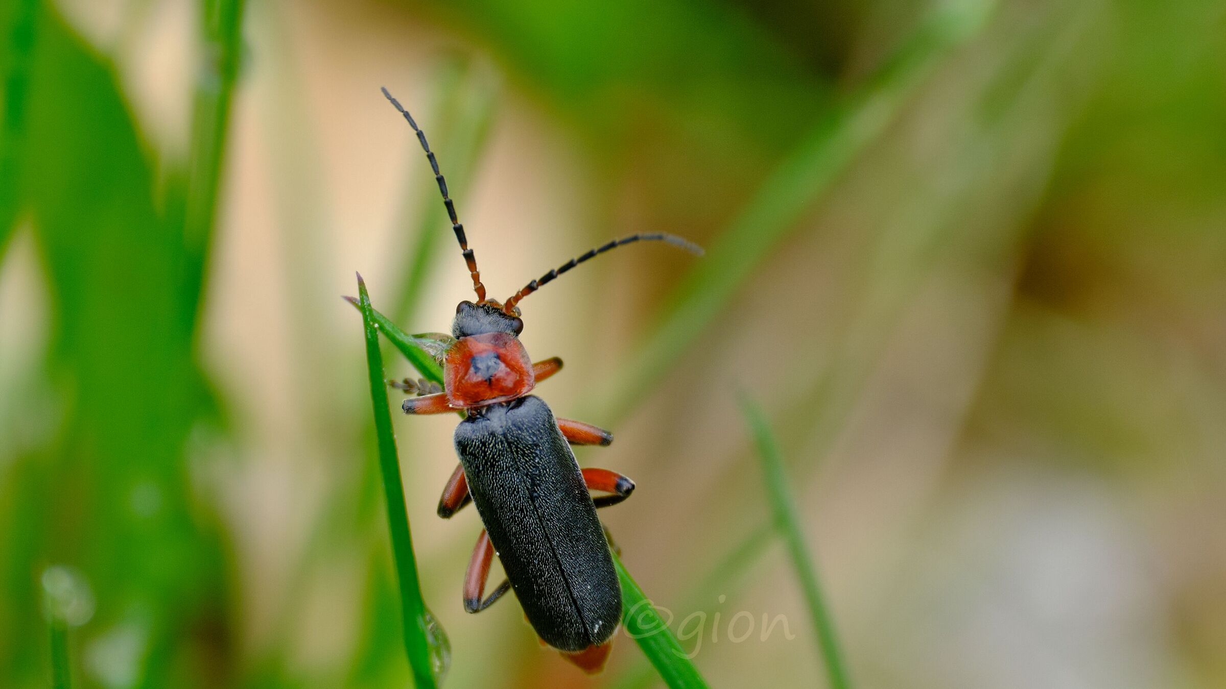 Cantharis fusca...