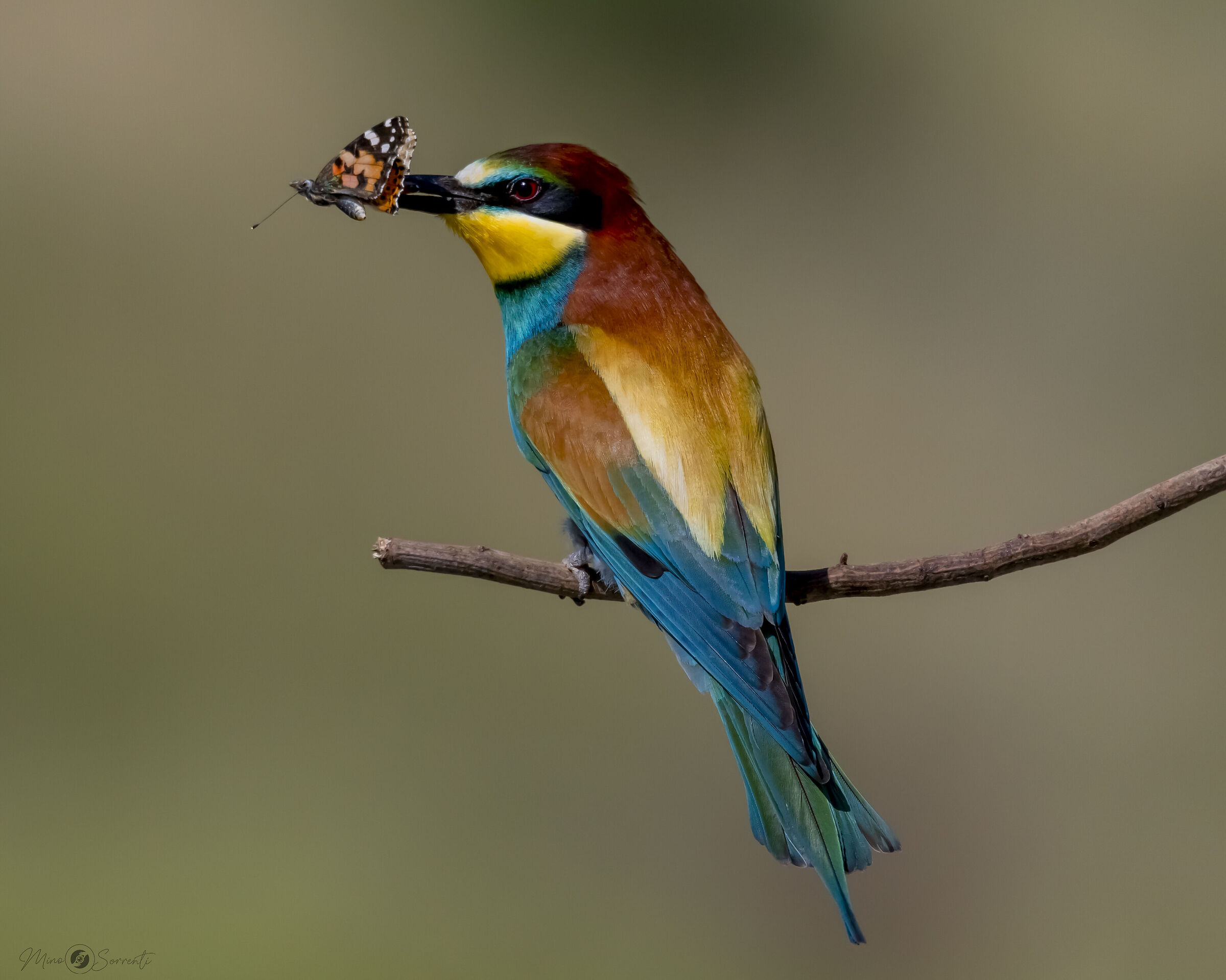 Bee-eater with prey !...