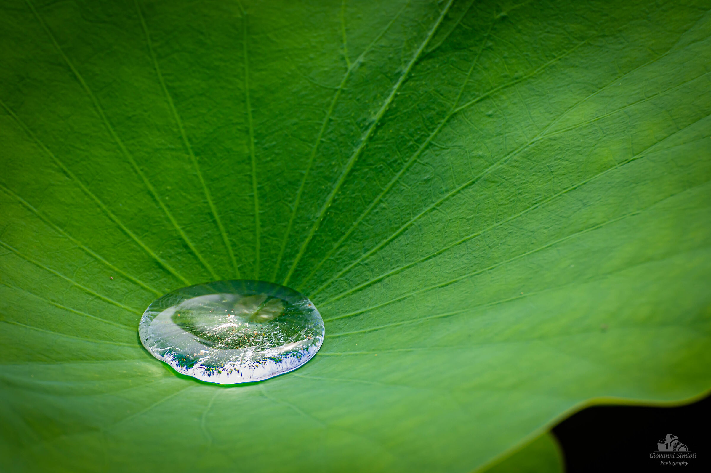 Drop on lotus leaf...