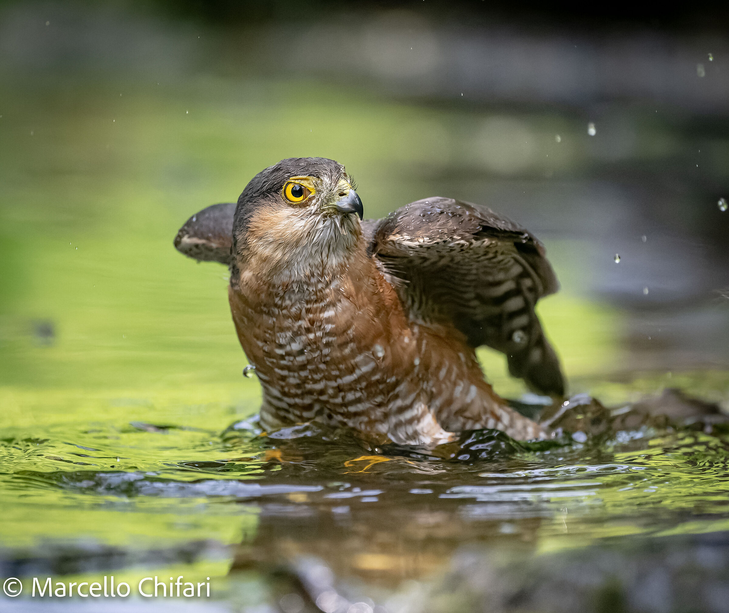 Sparrowhawk in bath...