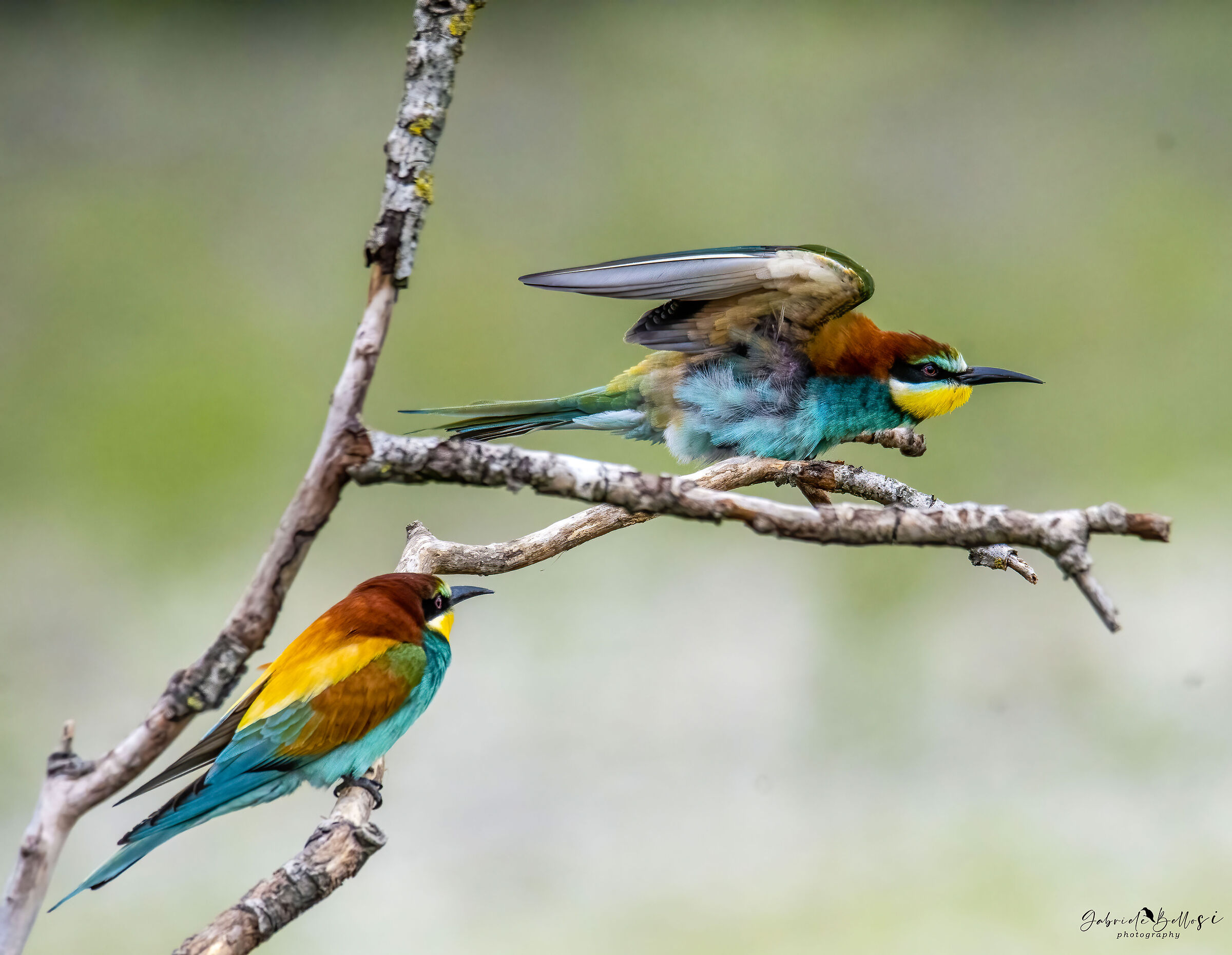 bee-eaters3...