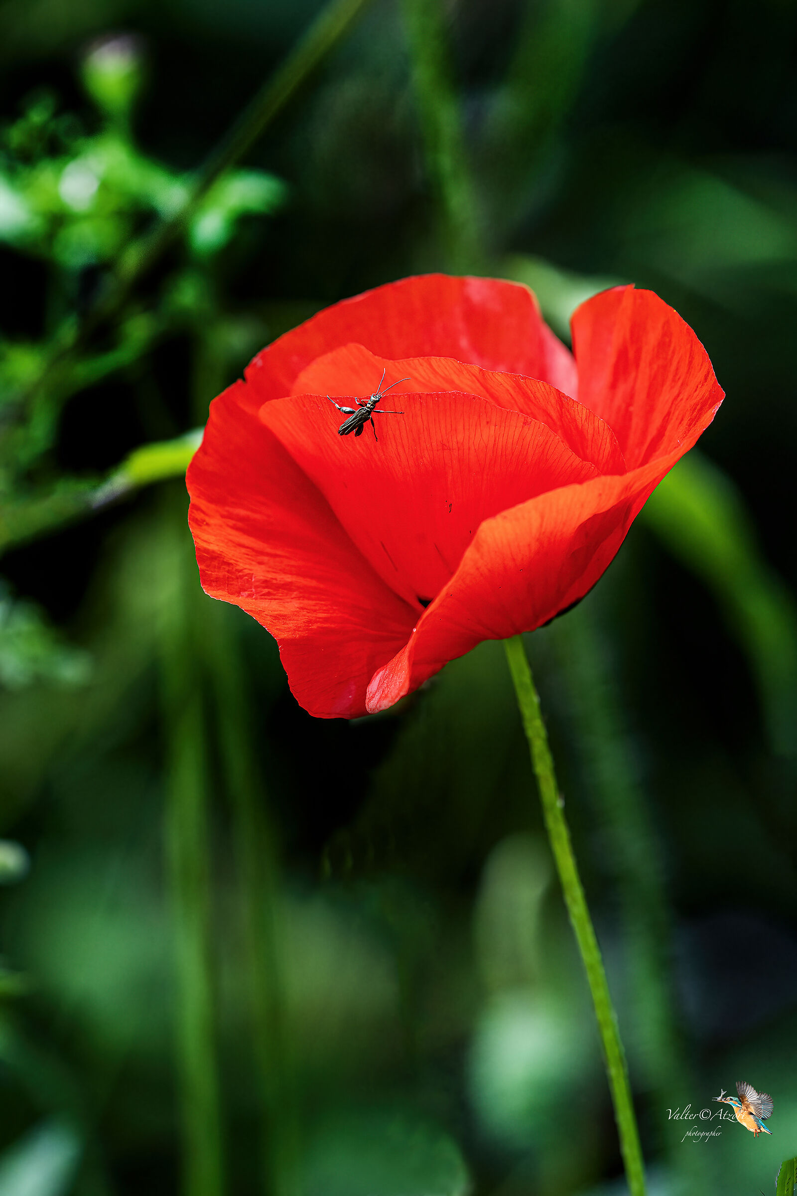 Poppy with insect...