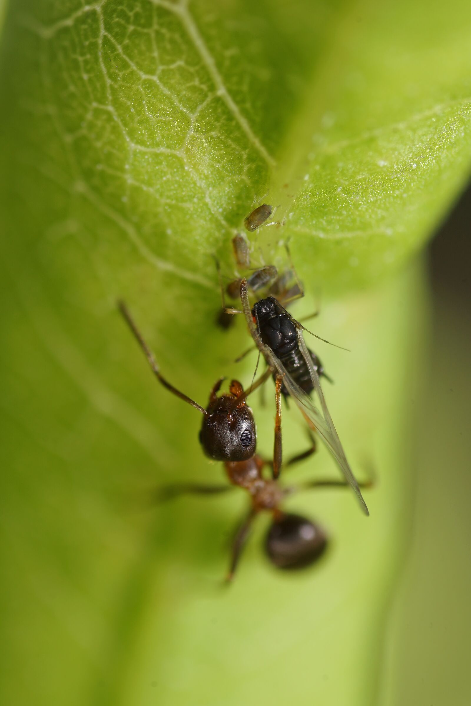 L'occhio vigile della formica sorveglia l'afide...