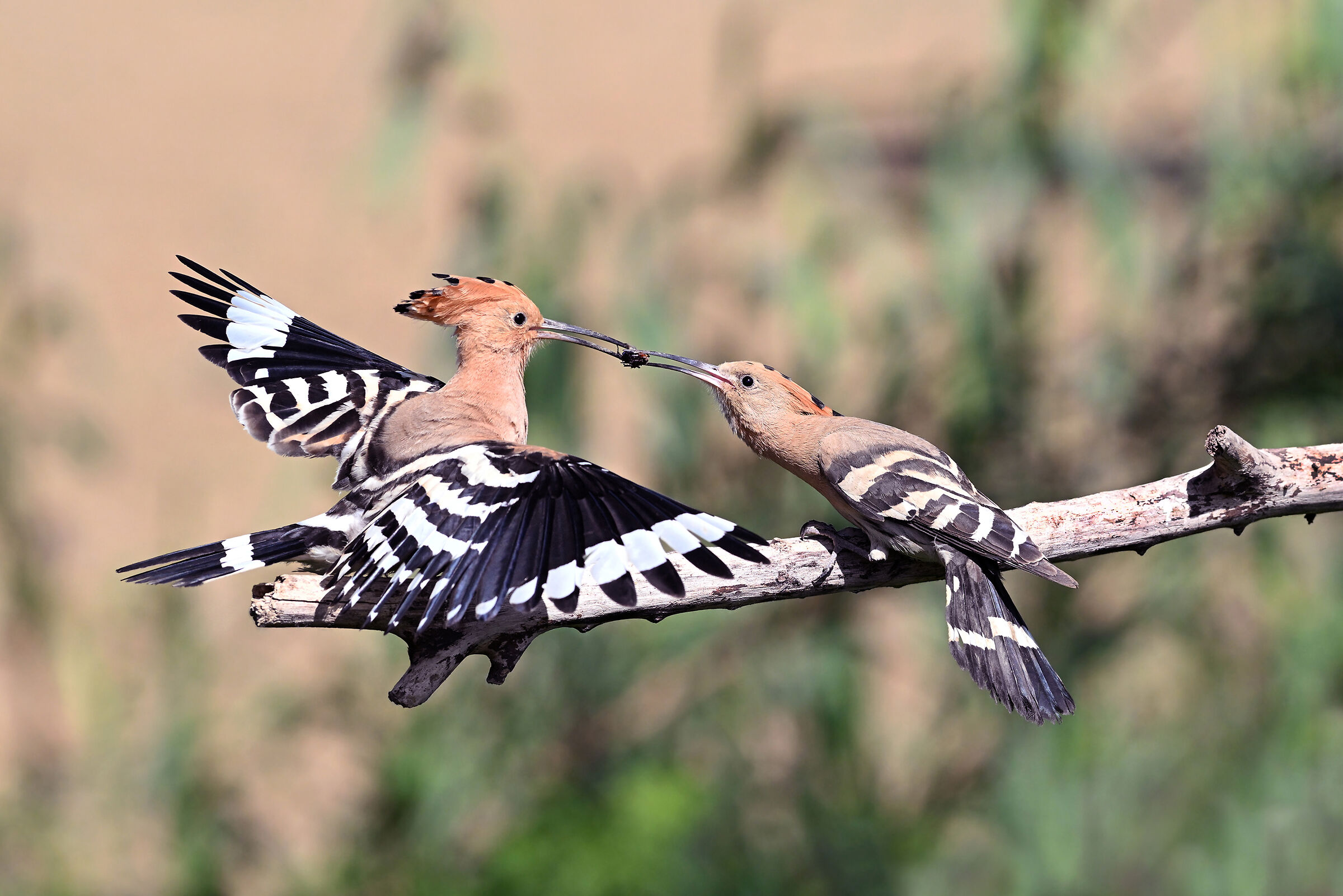 Stories of feathers 5 (Hoopoe)...