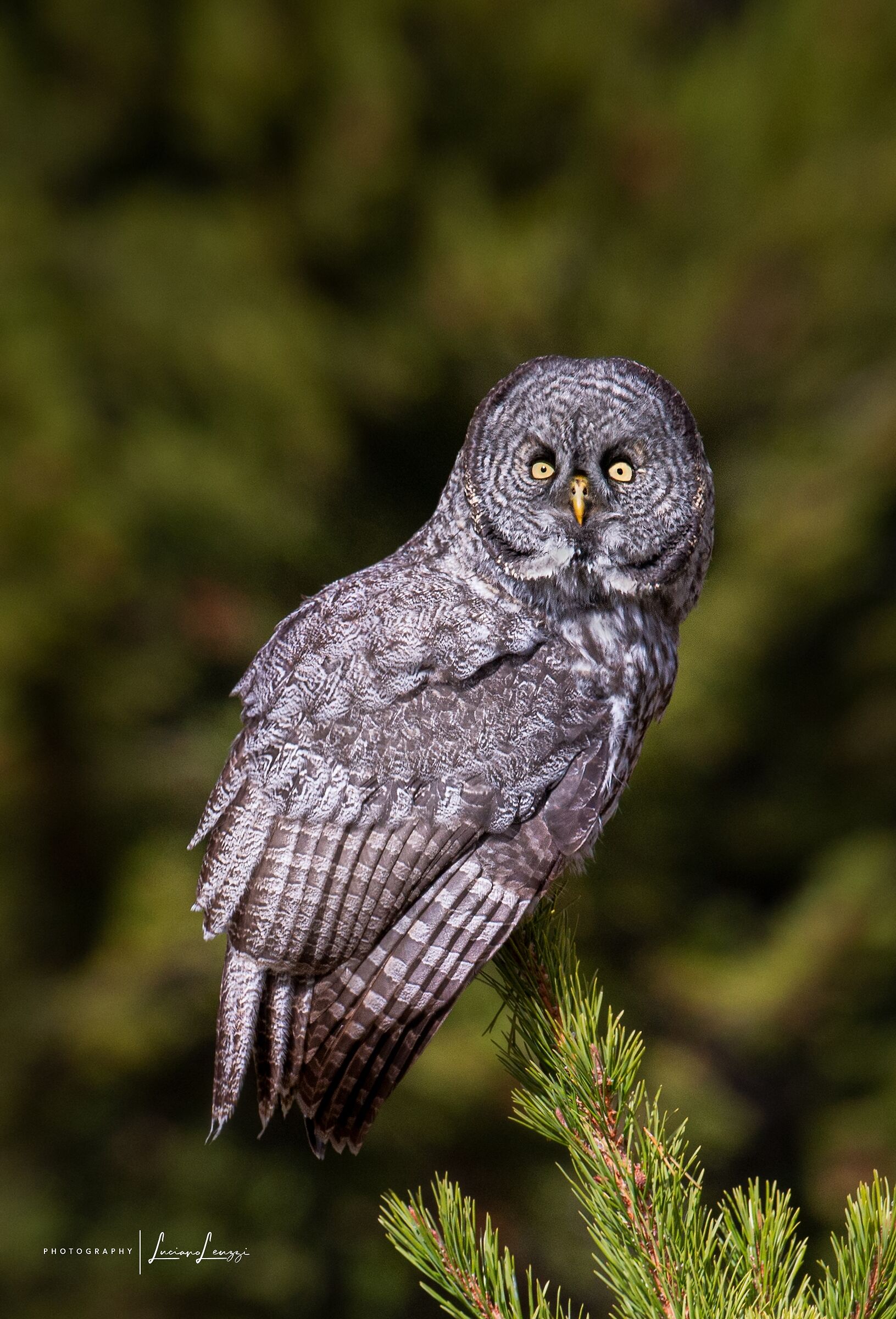 Lapland Owl ...