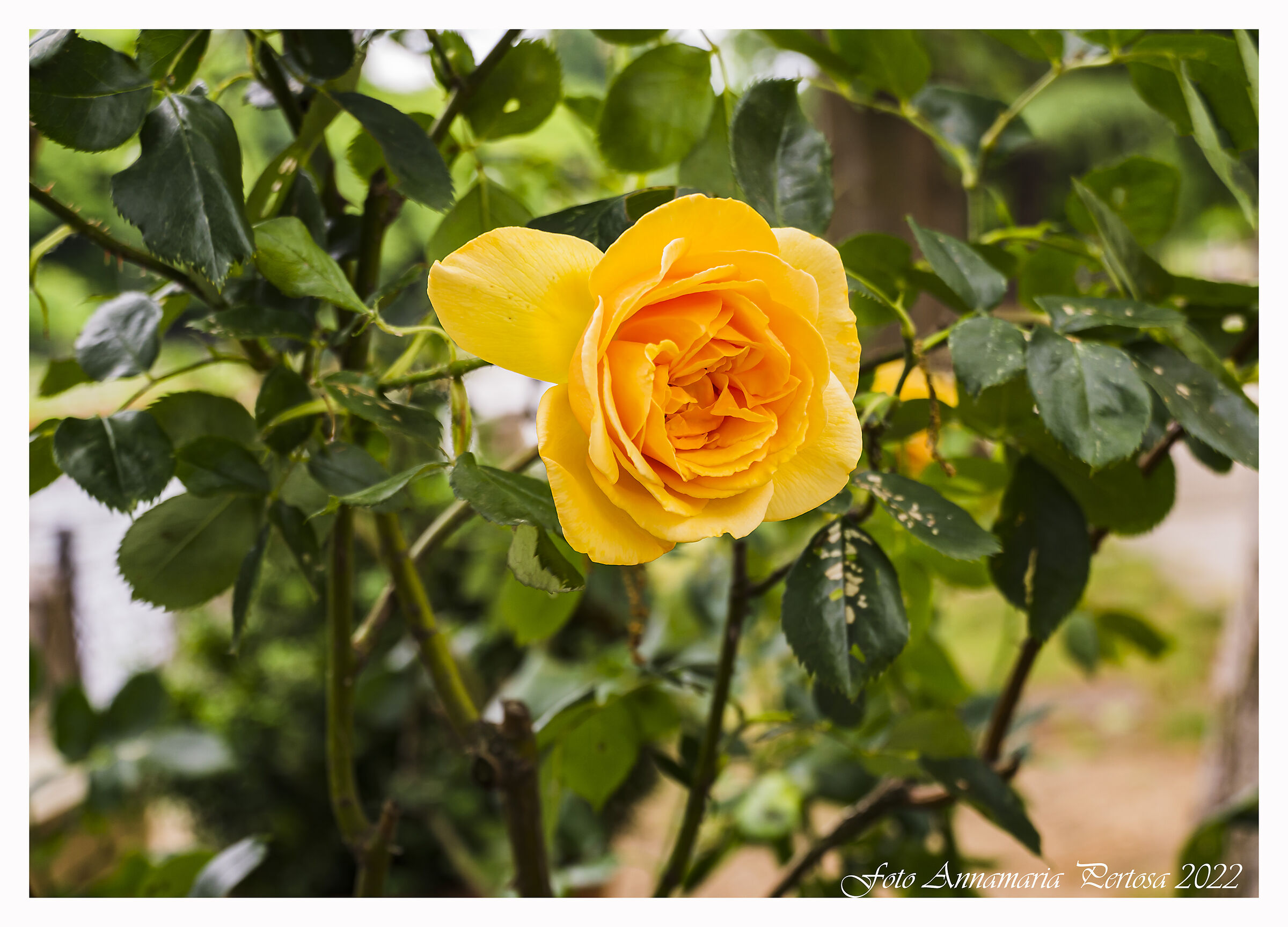 Orange rose scent of joy and vitality...