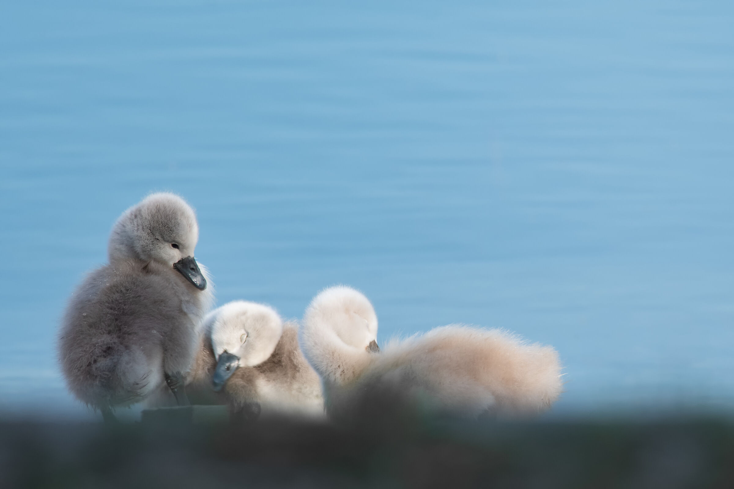 Swan chicks...