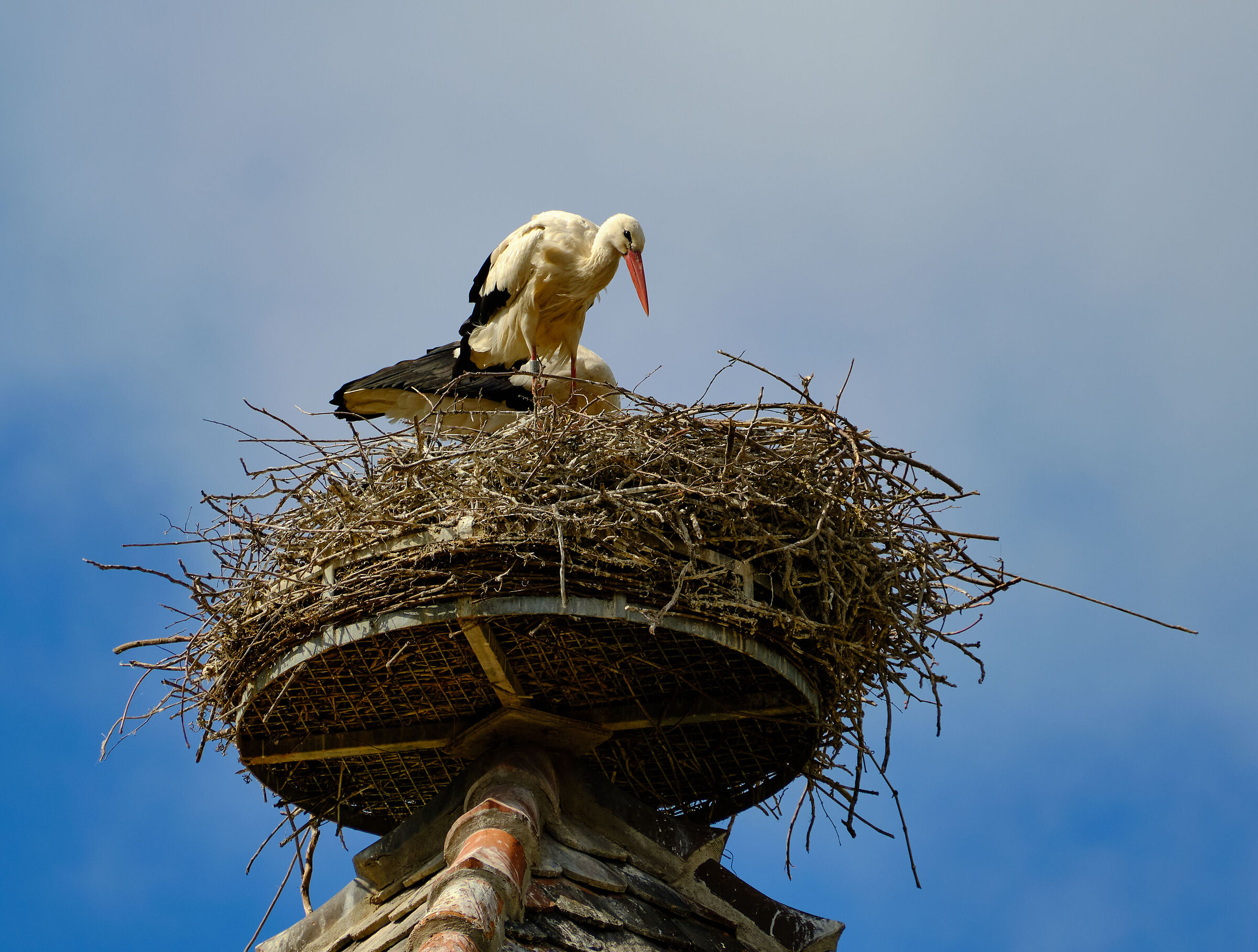Kaysersberg storks...