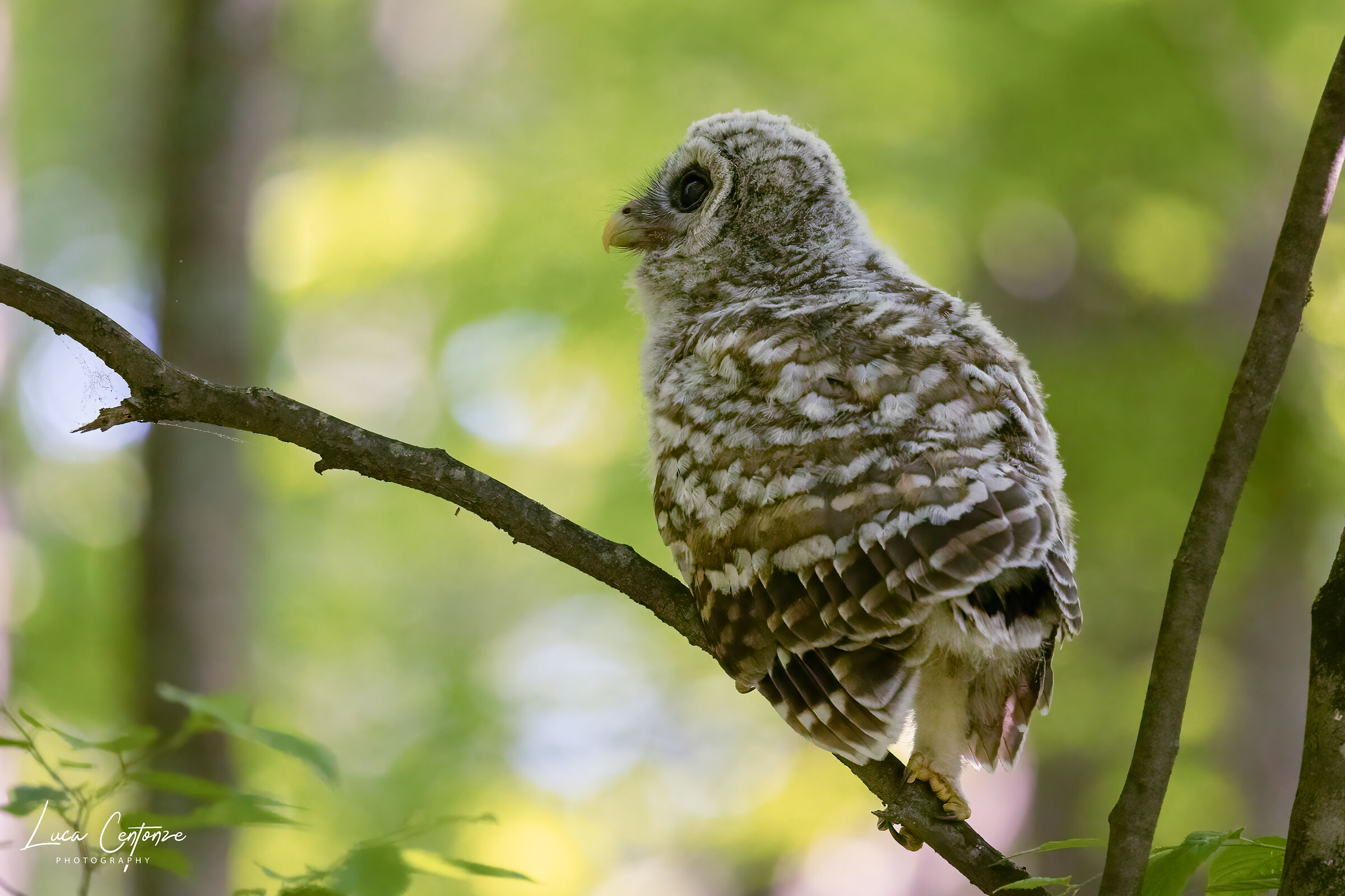 Small barred owl (Strix Varia)  ...