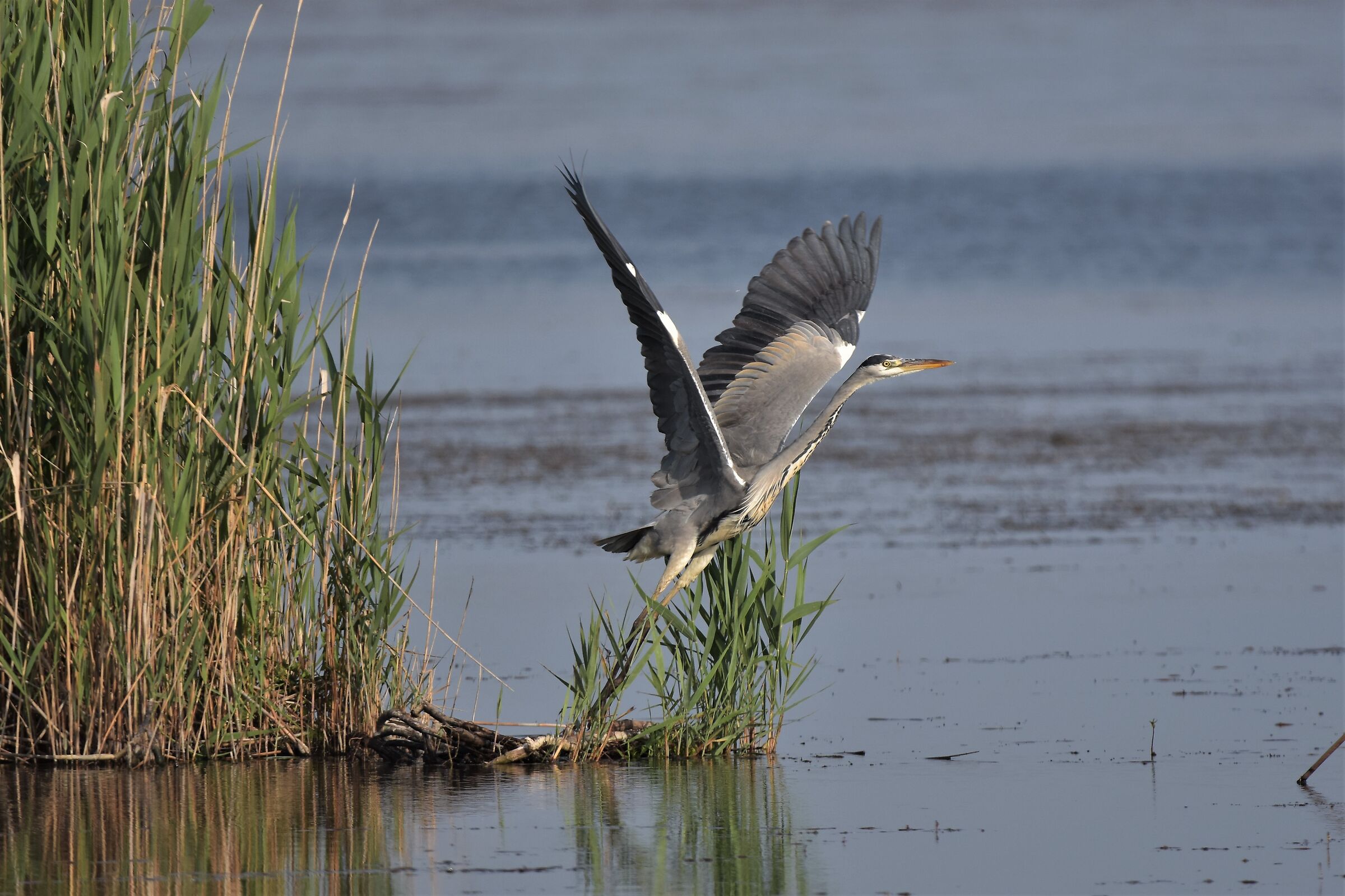 grey heron takes flight...