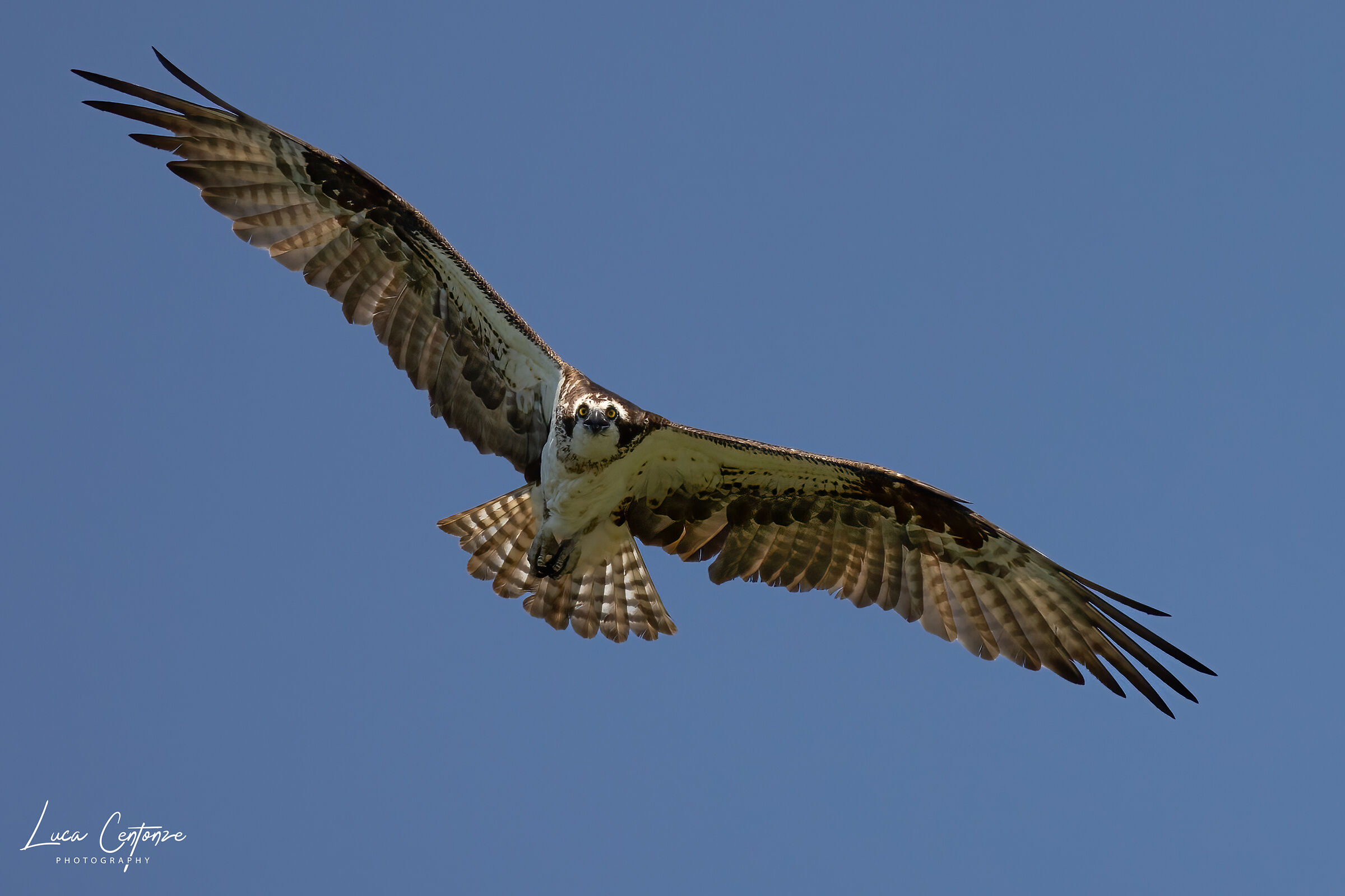 Falco pescatore (Osprey)...
