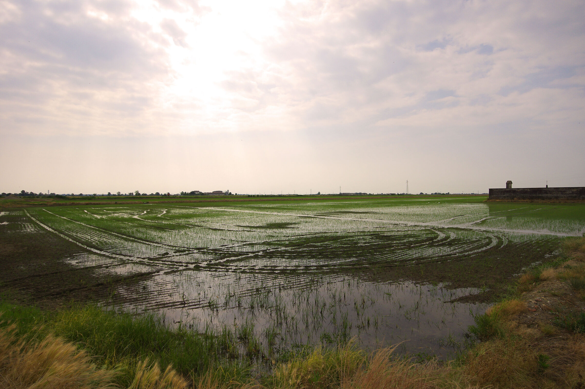 Rice fields in Novara...