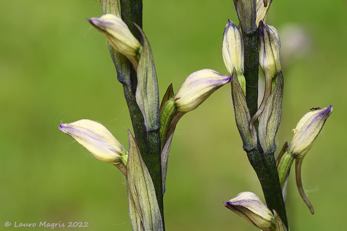 Wood flower (Limodorum abortivum)...