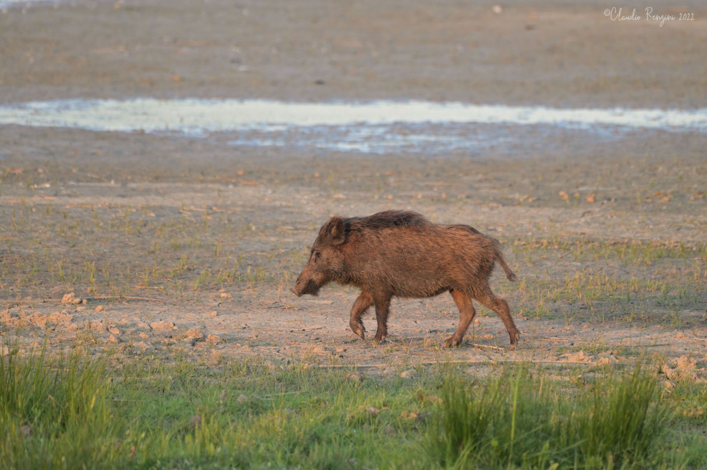 wild boar at sunset...