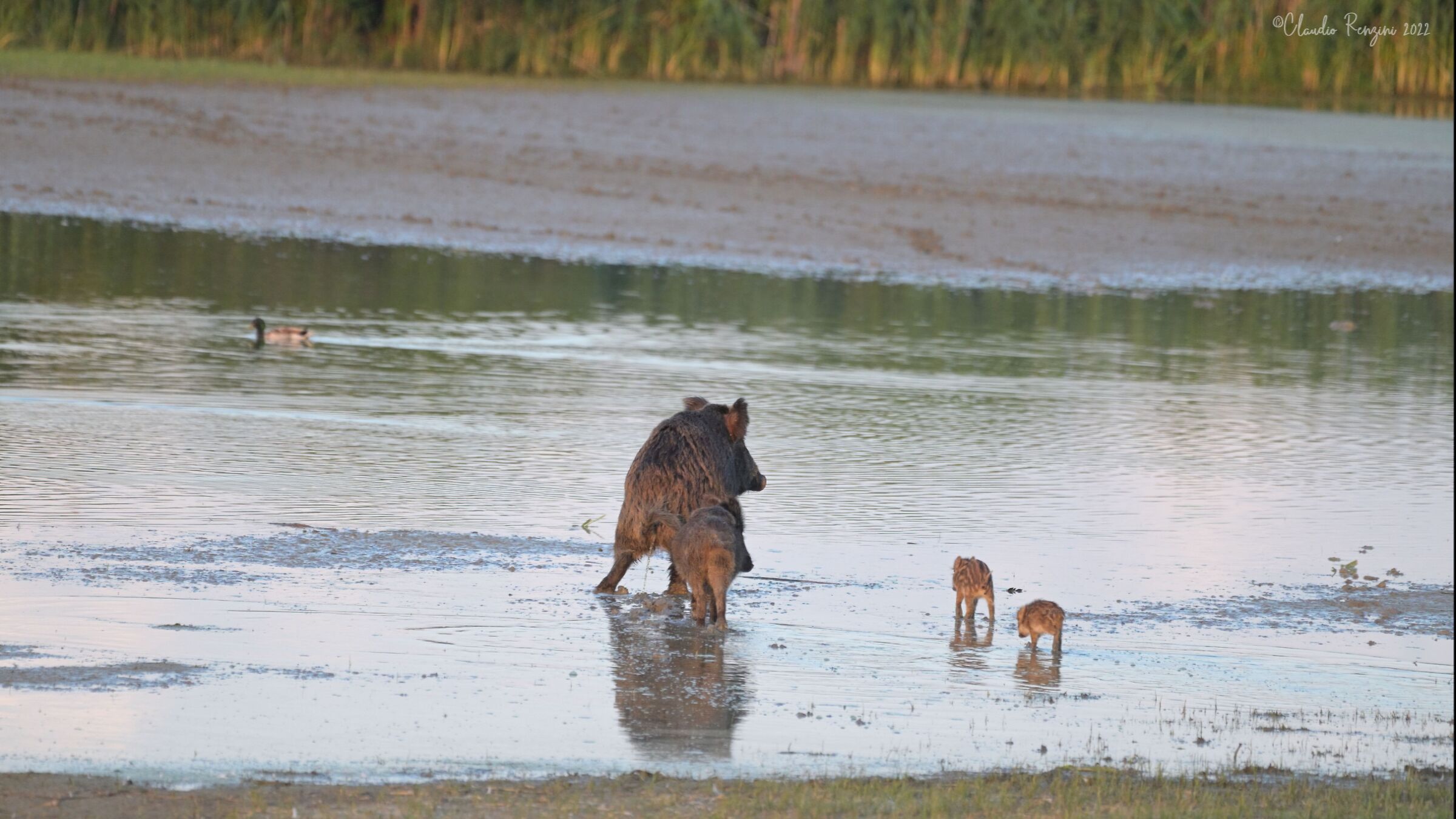 wild boar family at sunset...