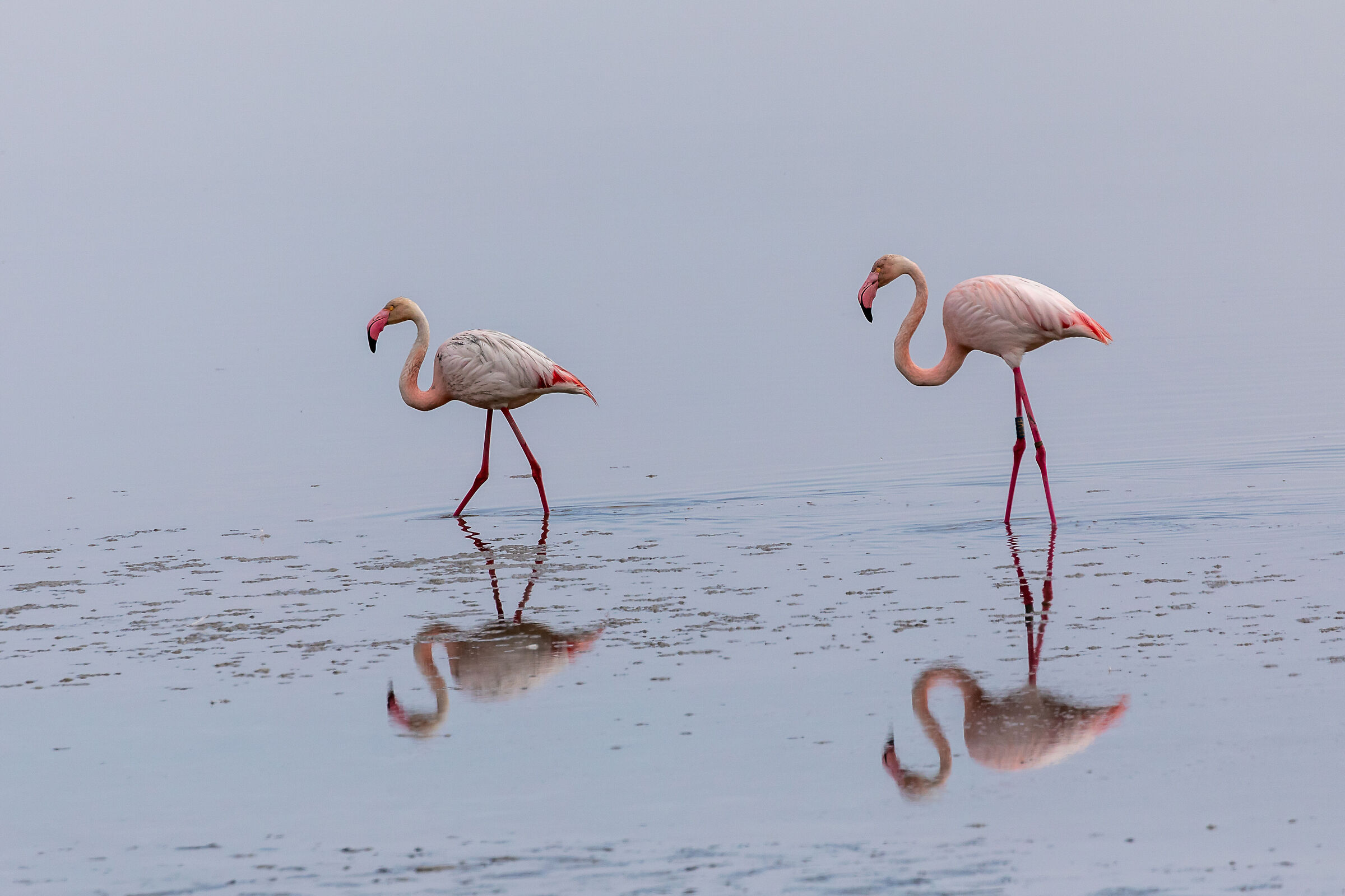 Flamingo walk   ...