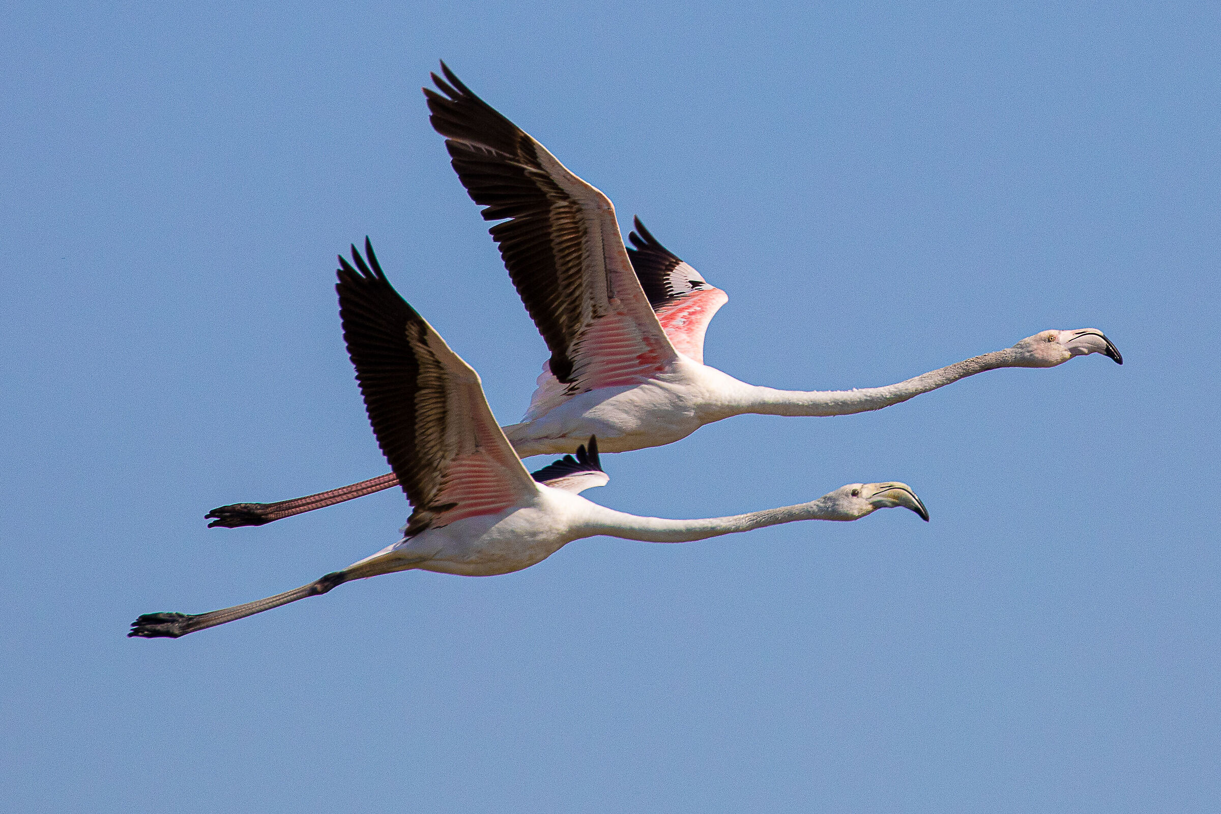 Flamingos in flight...