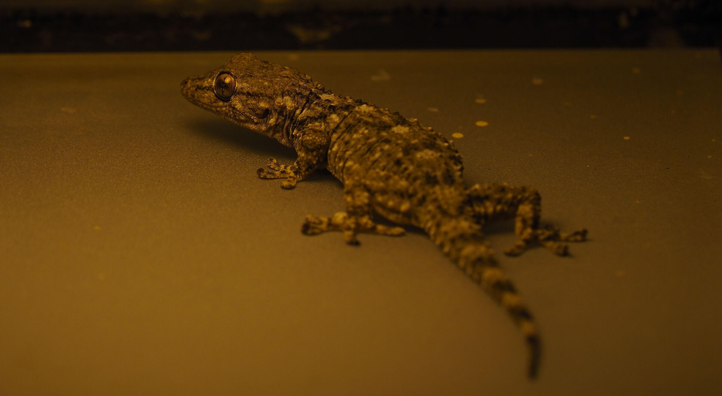 Gecko inside a lamppost...