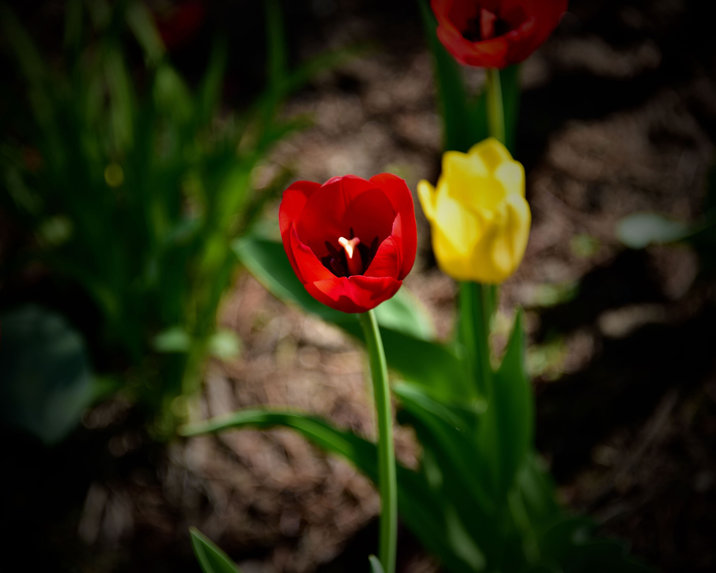 Tulipano rosso preso in una mostra, Quebec City,...