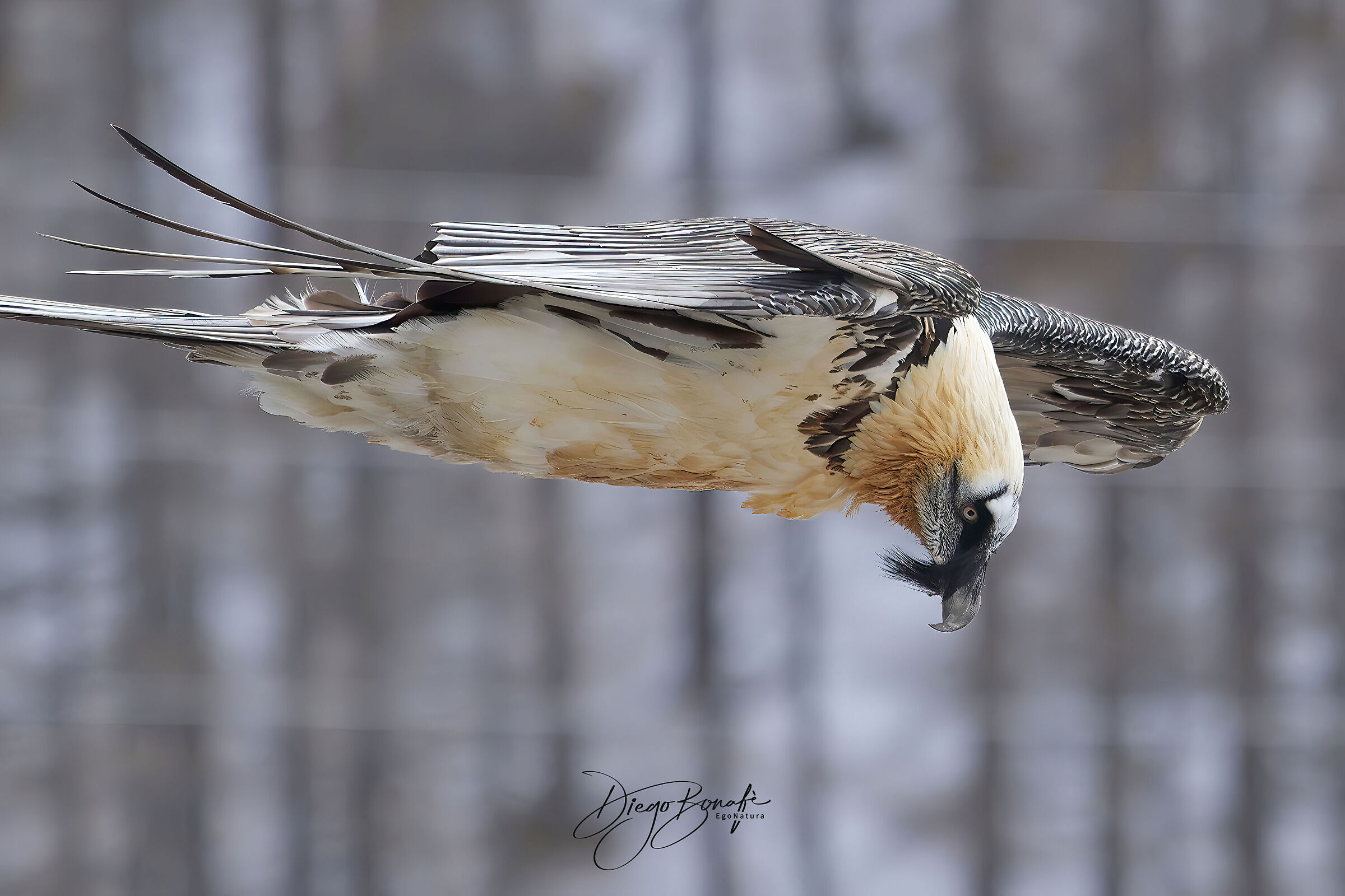 Adult bearded vulture - year 2013 no crop...