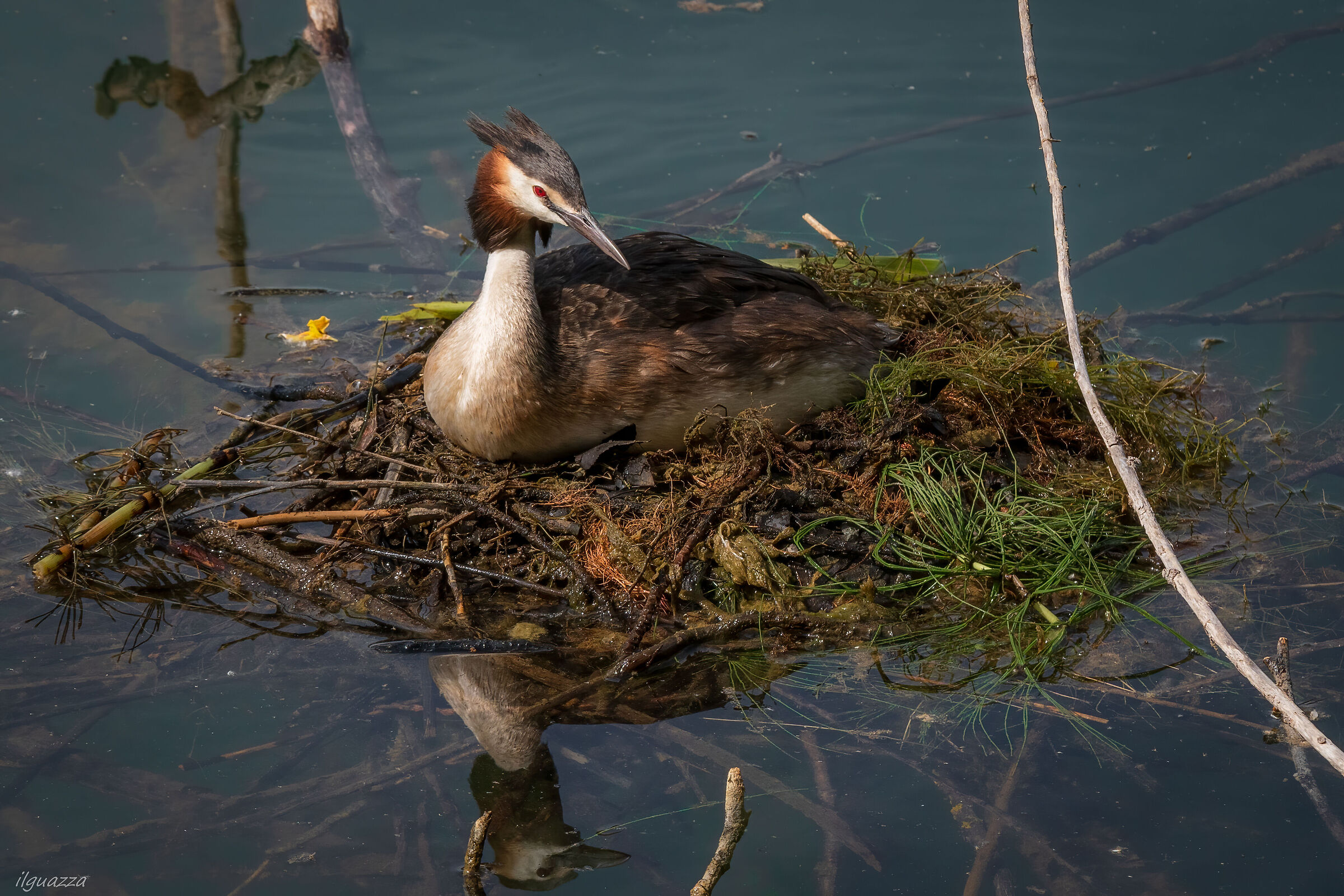 Great grebe at the nest...