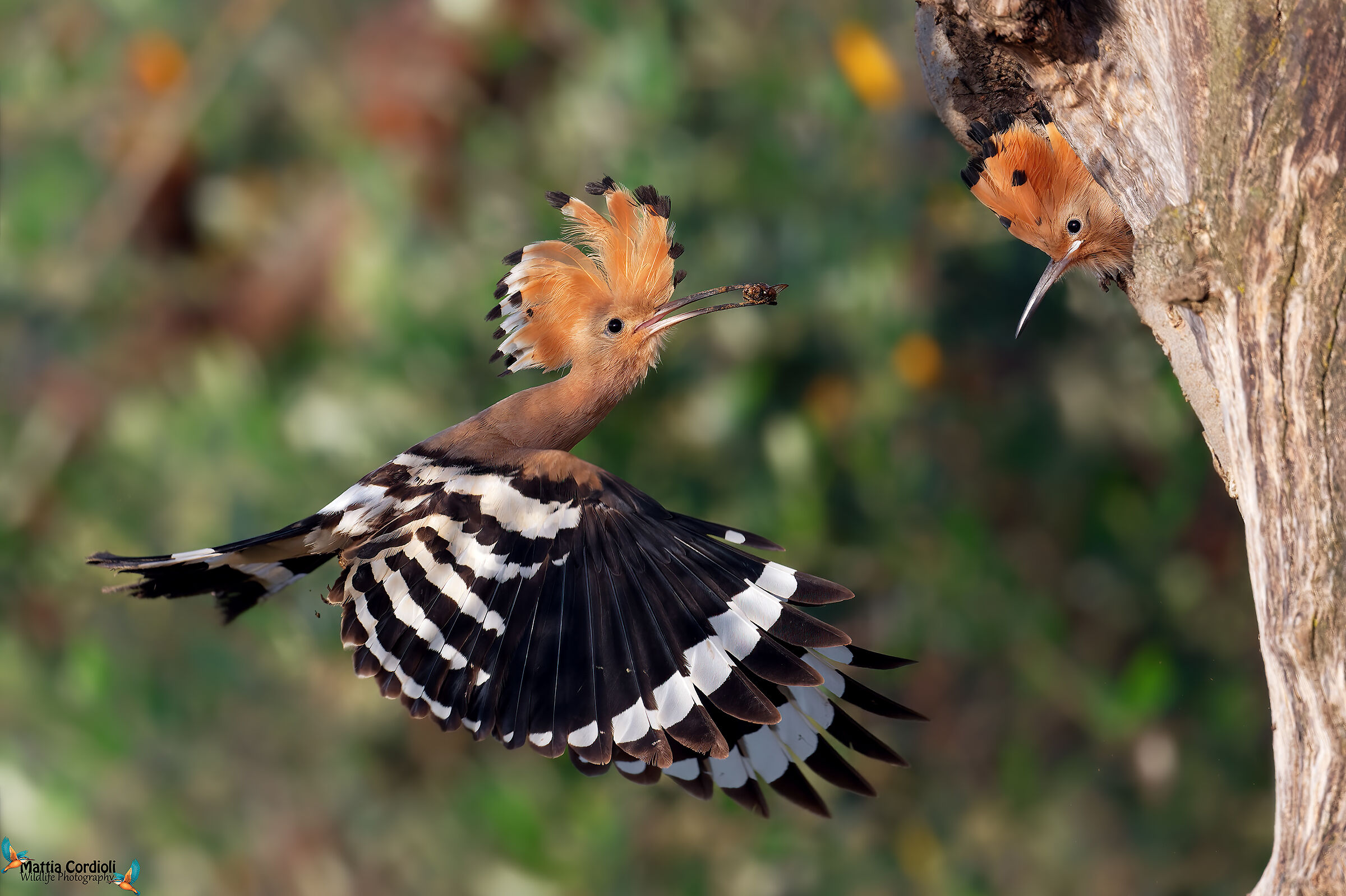 Hoopoe with offspring...