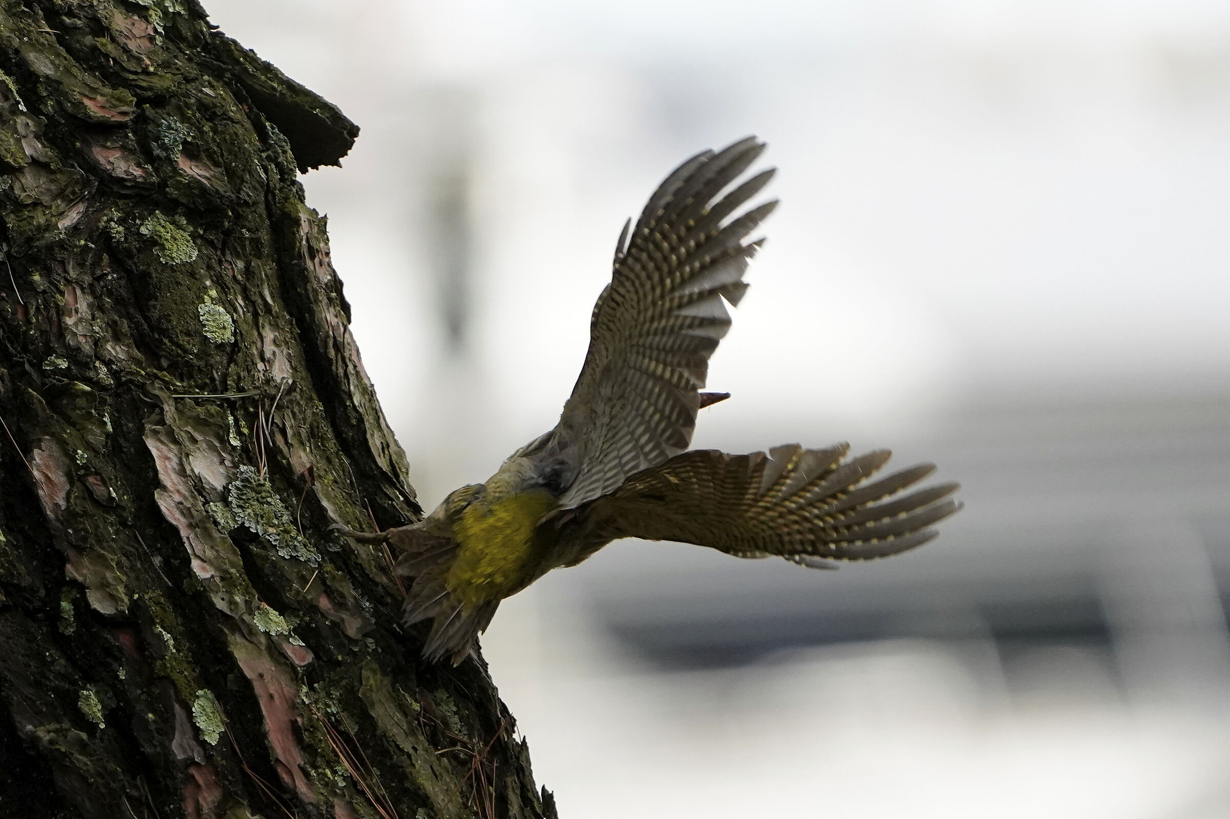 open-winged green woodpecker...