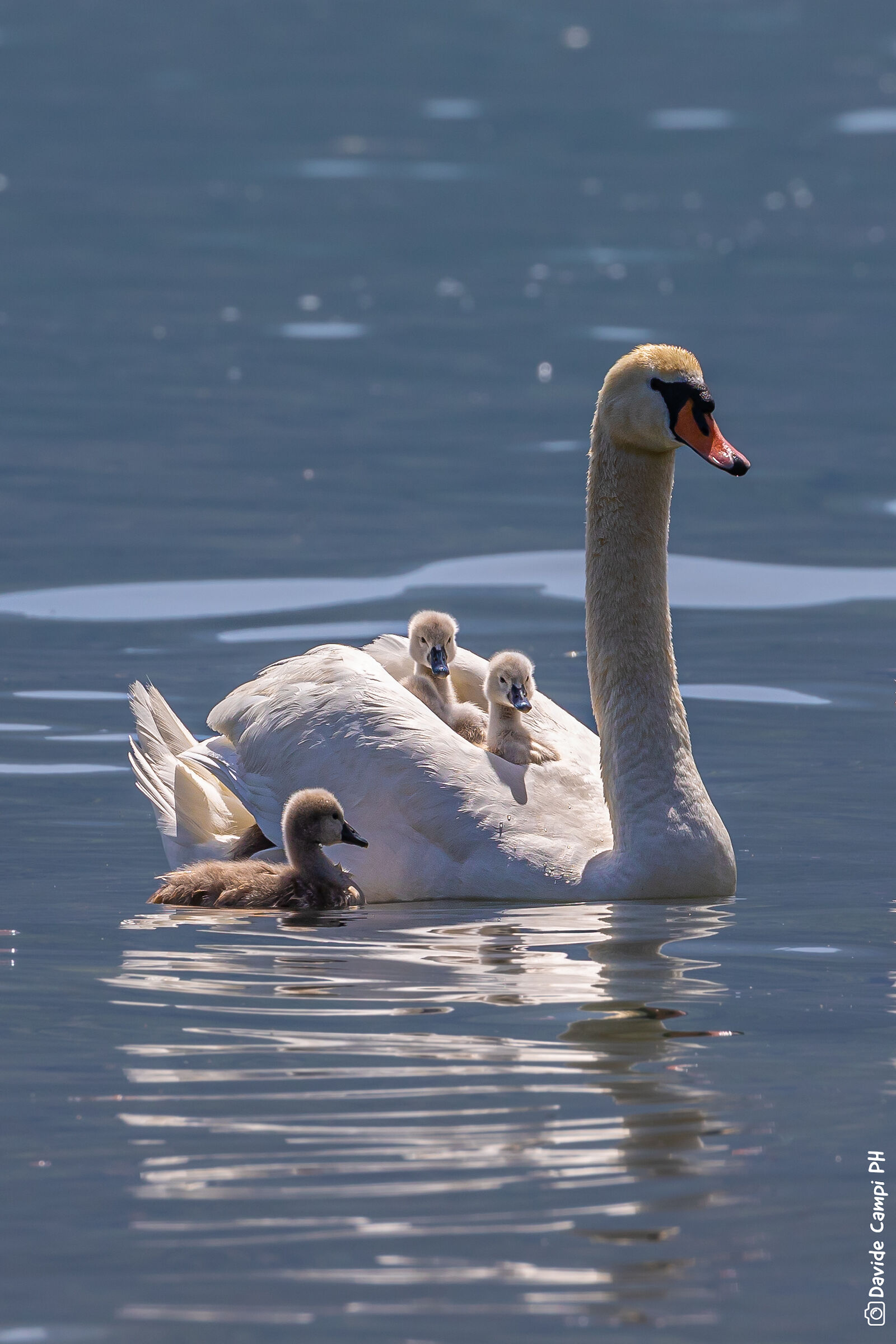 Swan with chicks...