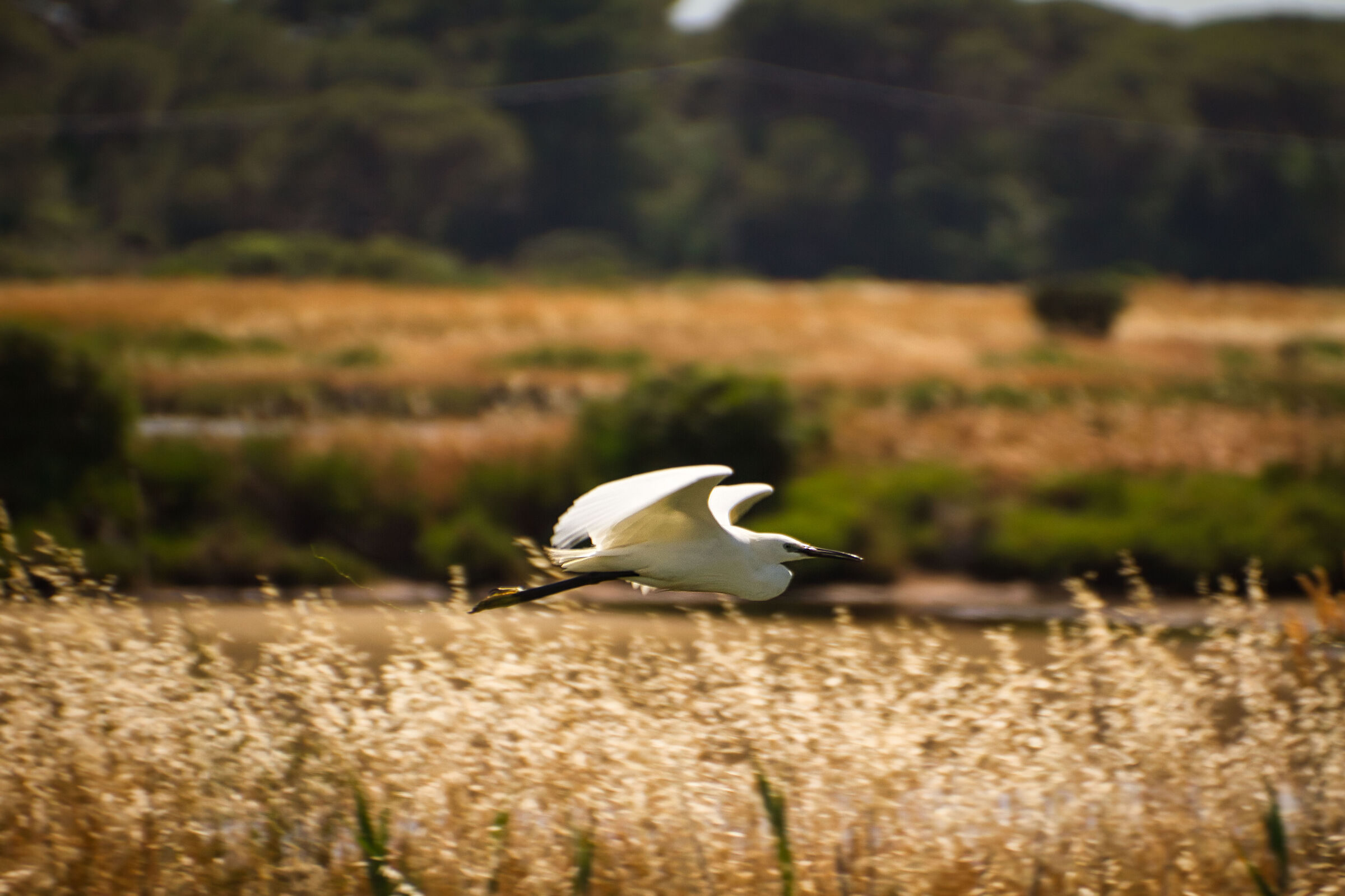 Egrets in flight...