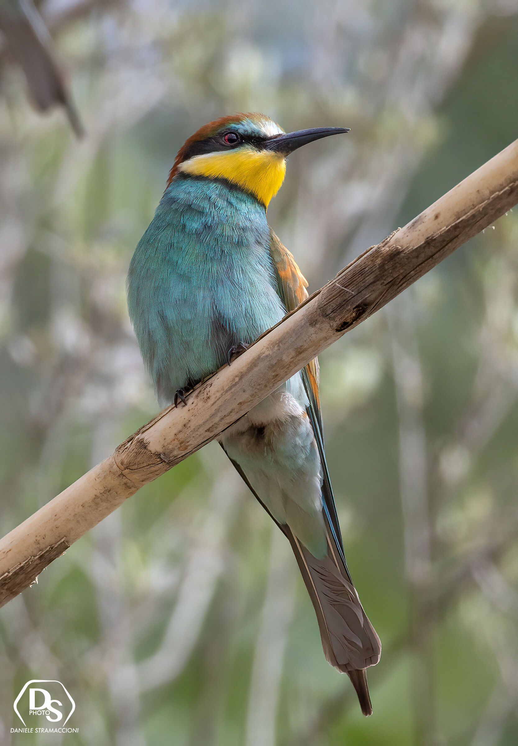 Bee-eater ...