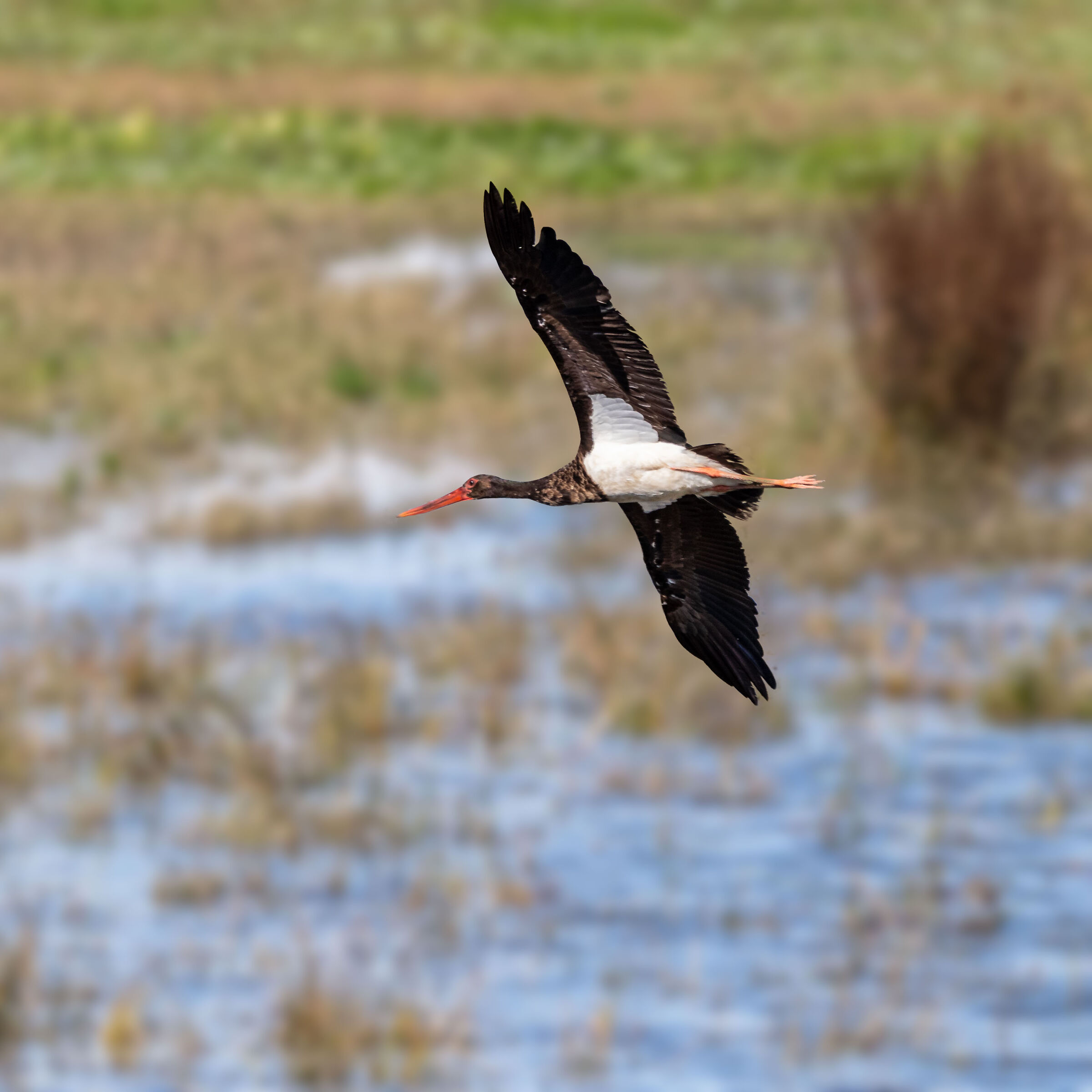 Black stork in flight...