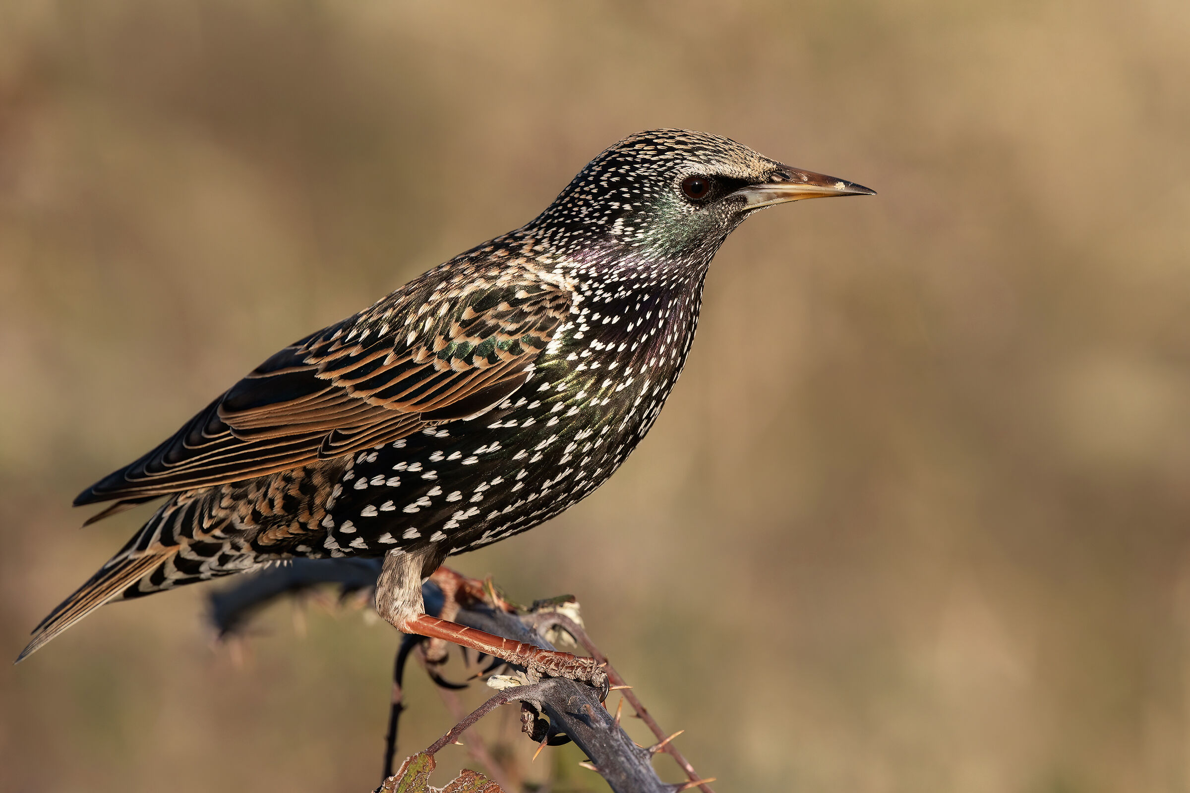 Common starling (Sturnus vulgaris)...