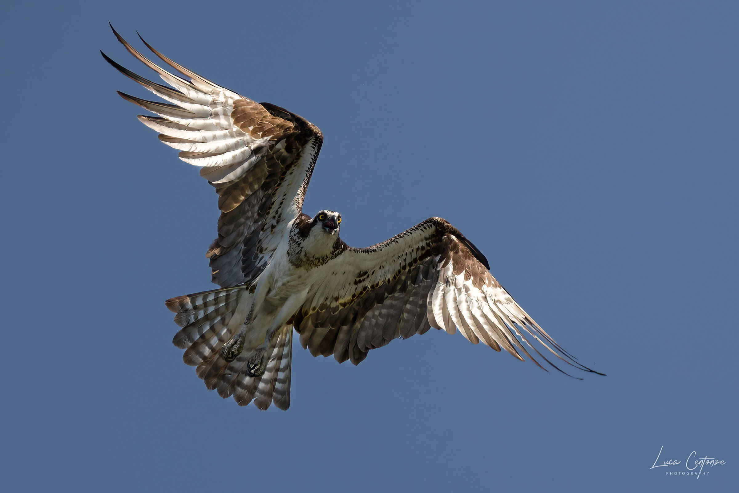 Falco Pescatore (Osprey)...