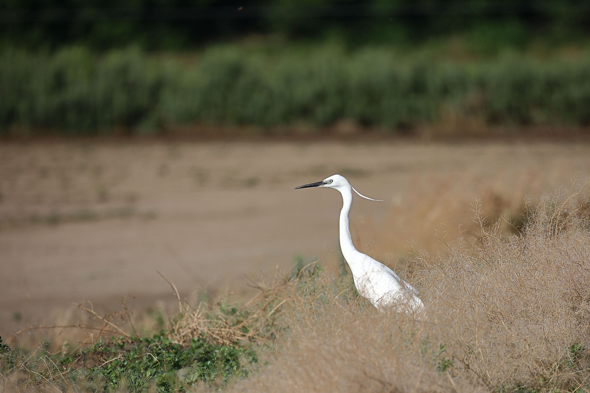 Egret in its environment...