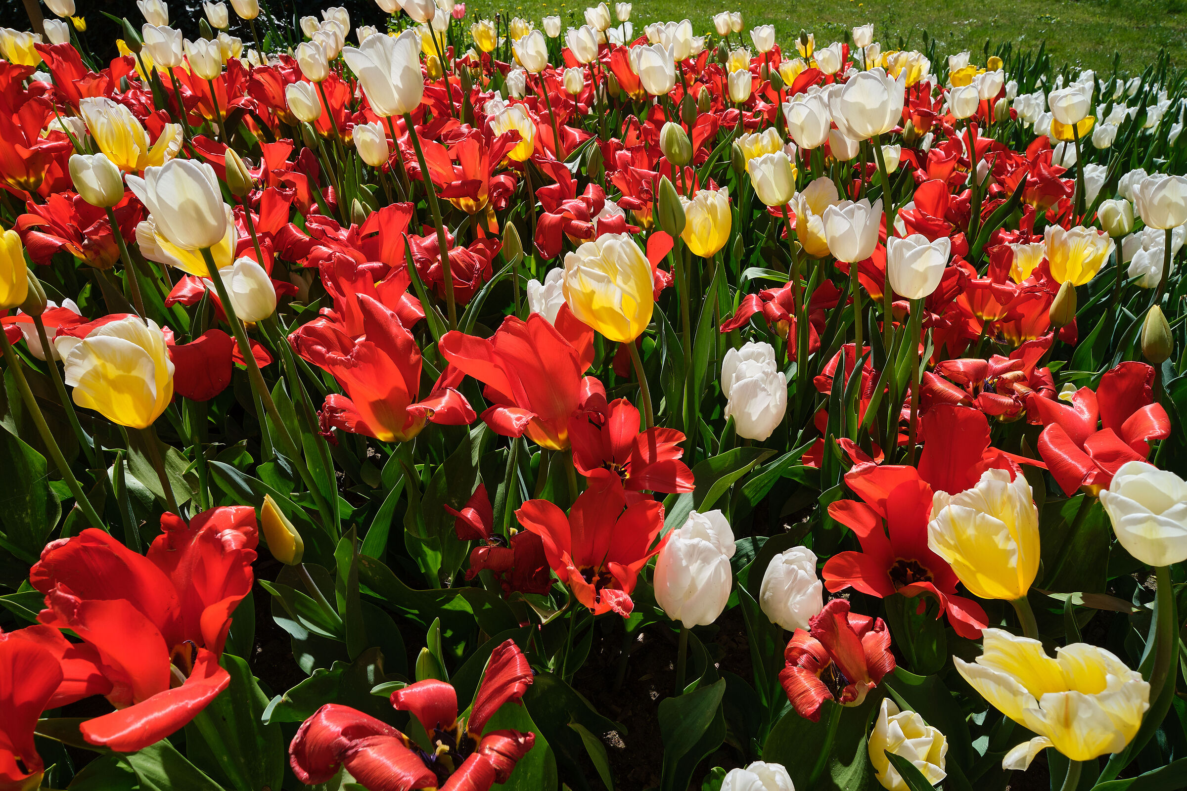 Famille de tulipes...