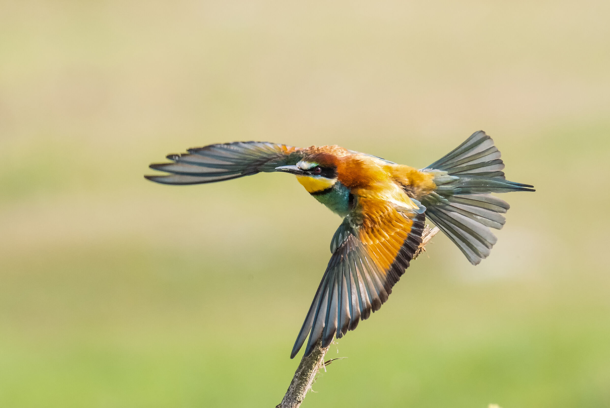 bee-eater in flight 1_prova OM1...