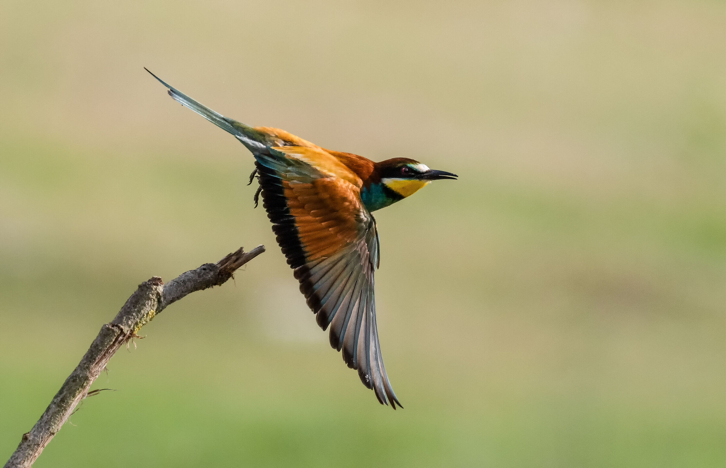 bee-eater in flight 2_prova OM1...