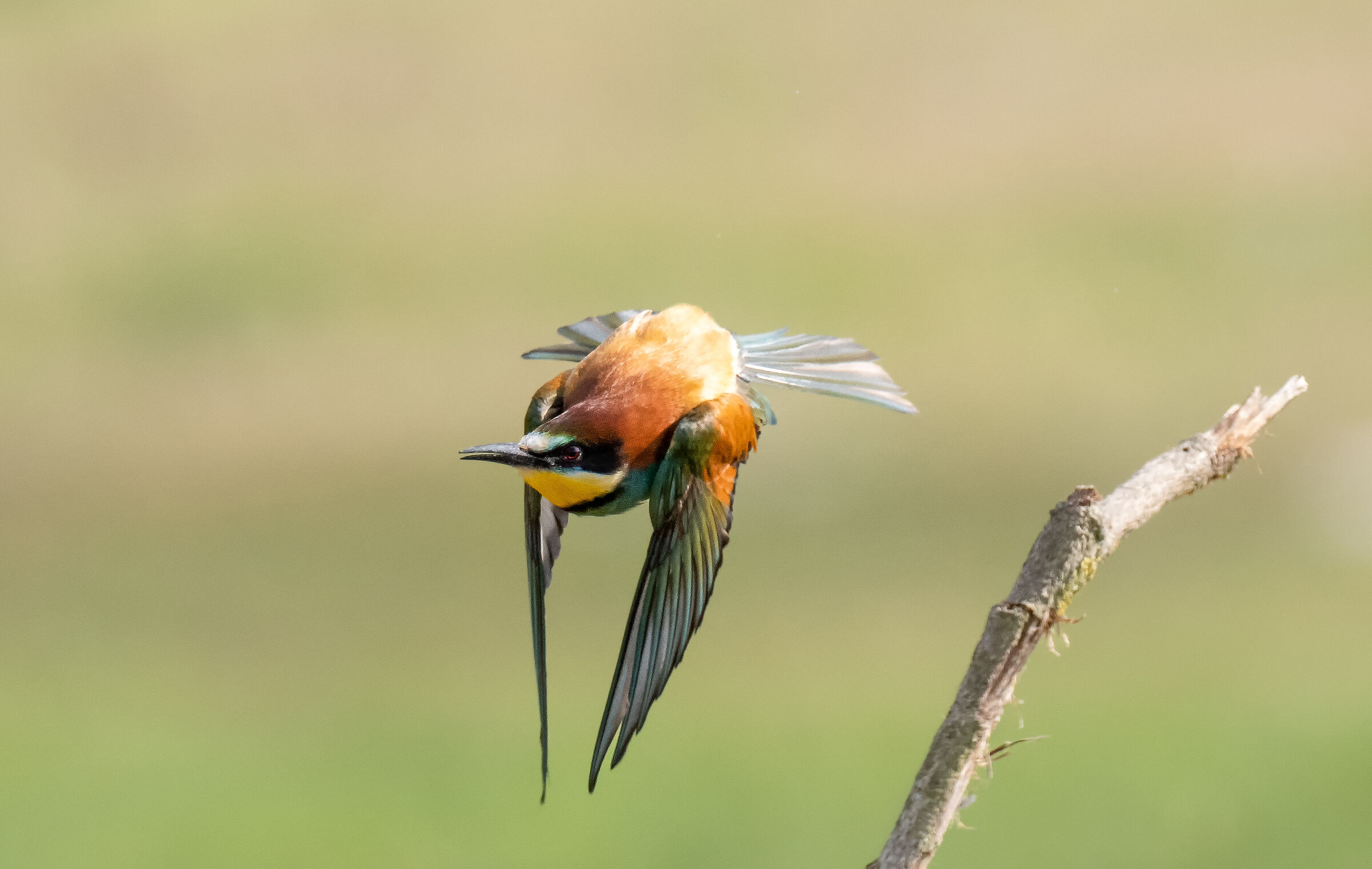 bee-eater in flight 3_prova OM1...