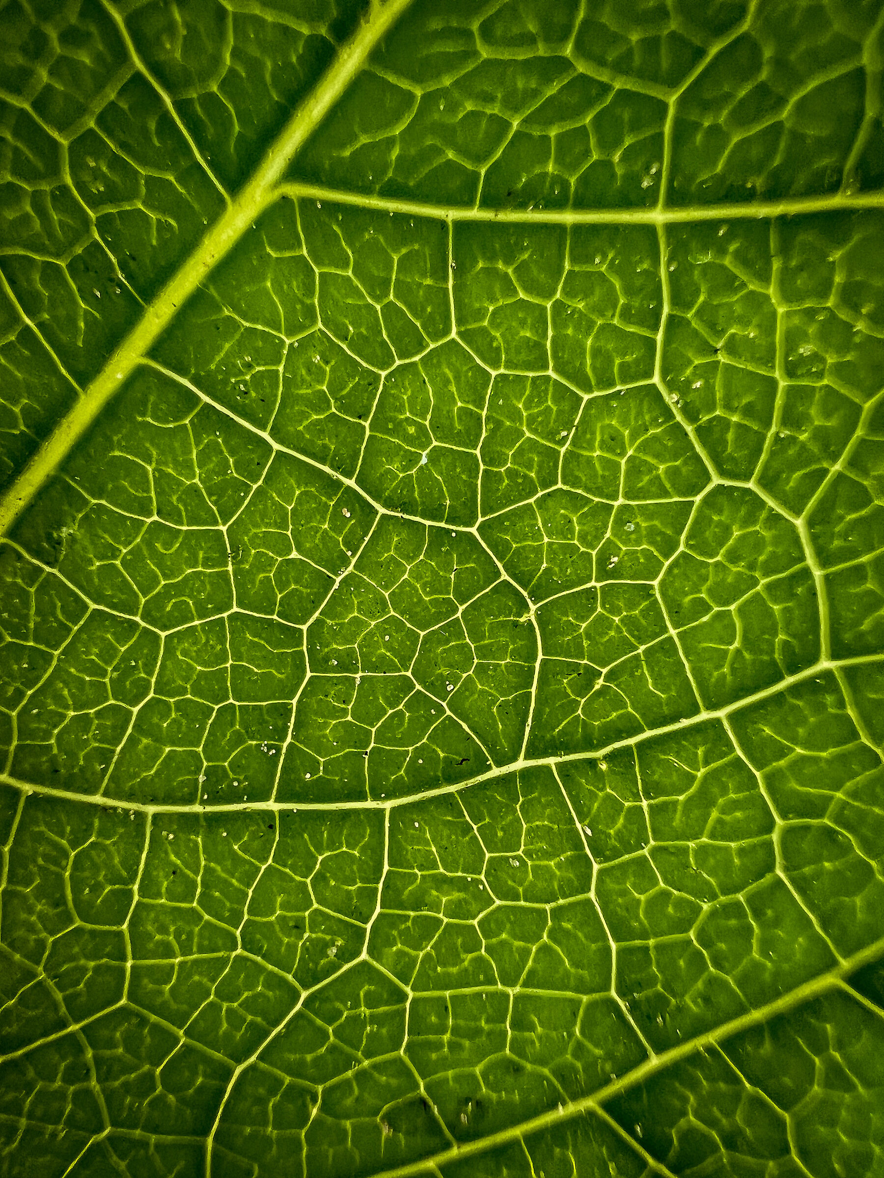 Macro leaf...