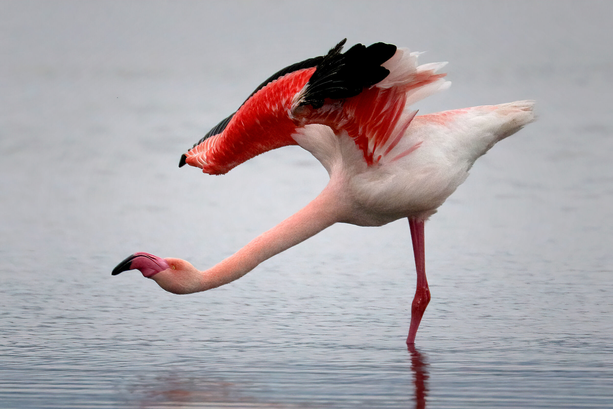 Bow.... Pink flamingo ...